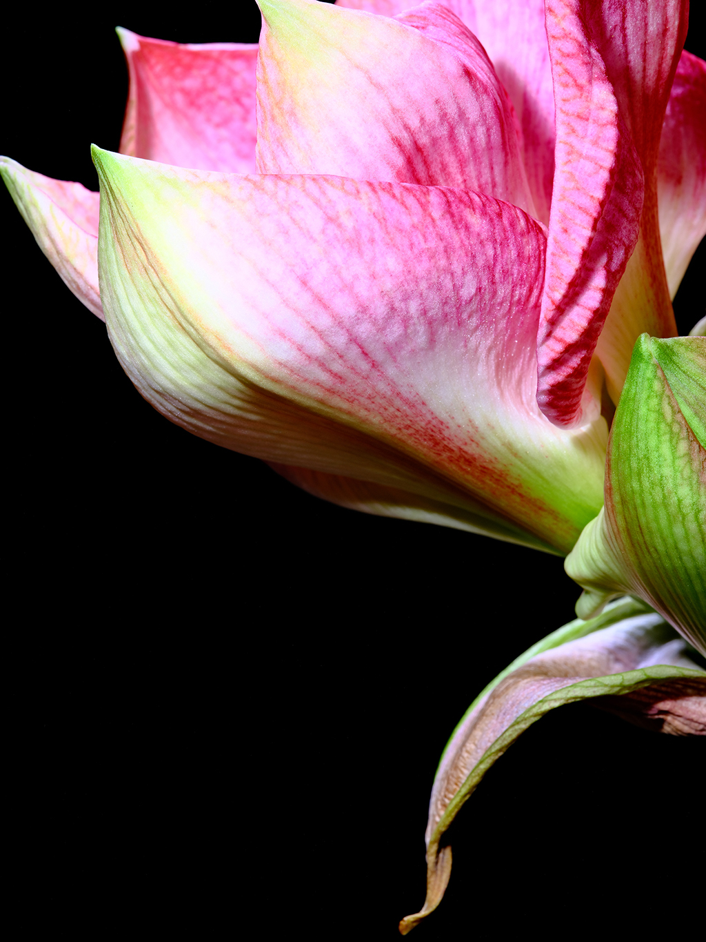Cherry Blossom amaryllis floral macro photography in Fort Worth Texas