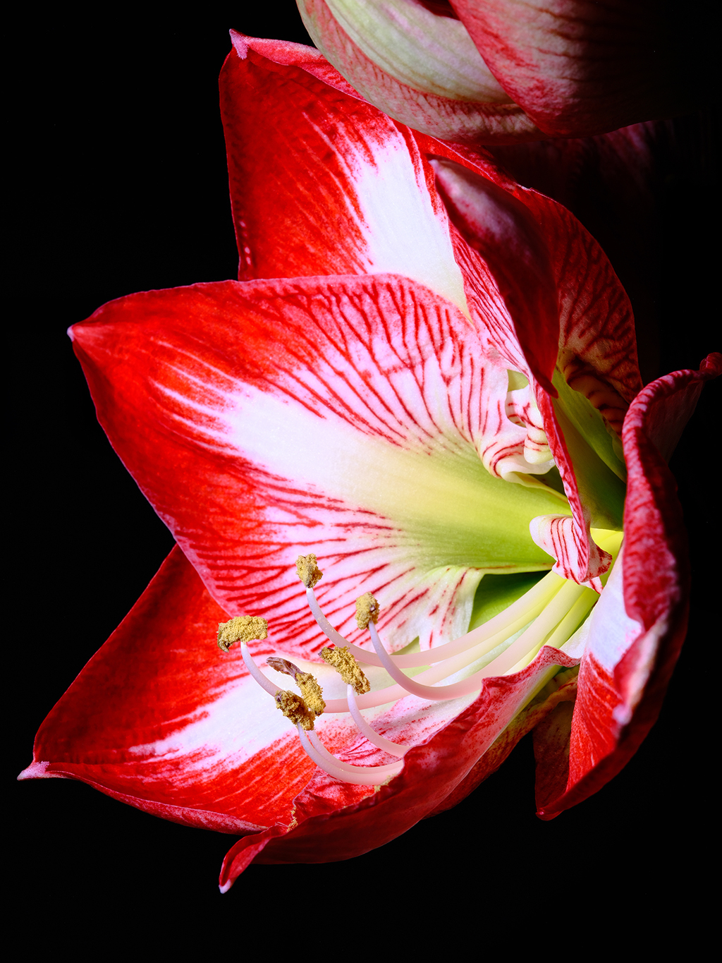 Minerva amaryllis floral macro photography in Fort Worth Texas