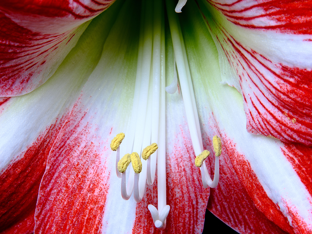 Minerva amaryllis floral macro photography in Fort Worth Texas