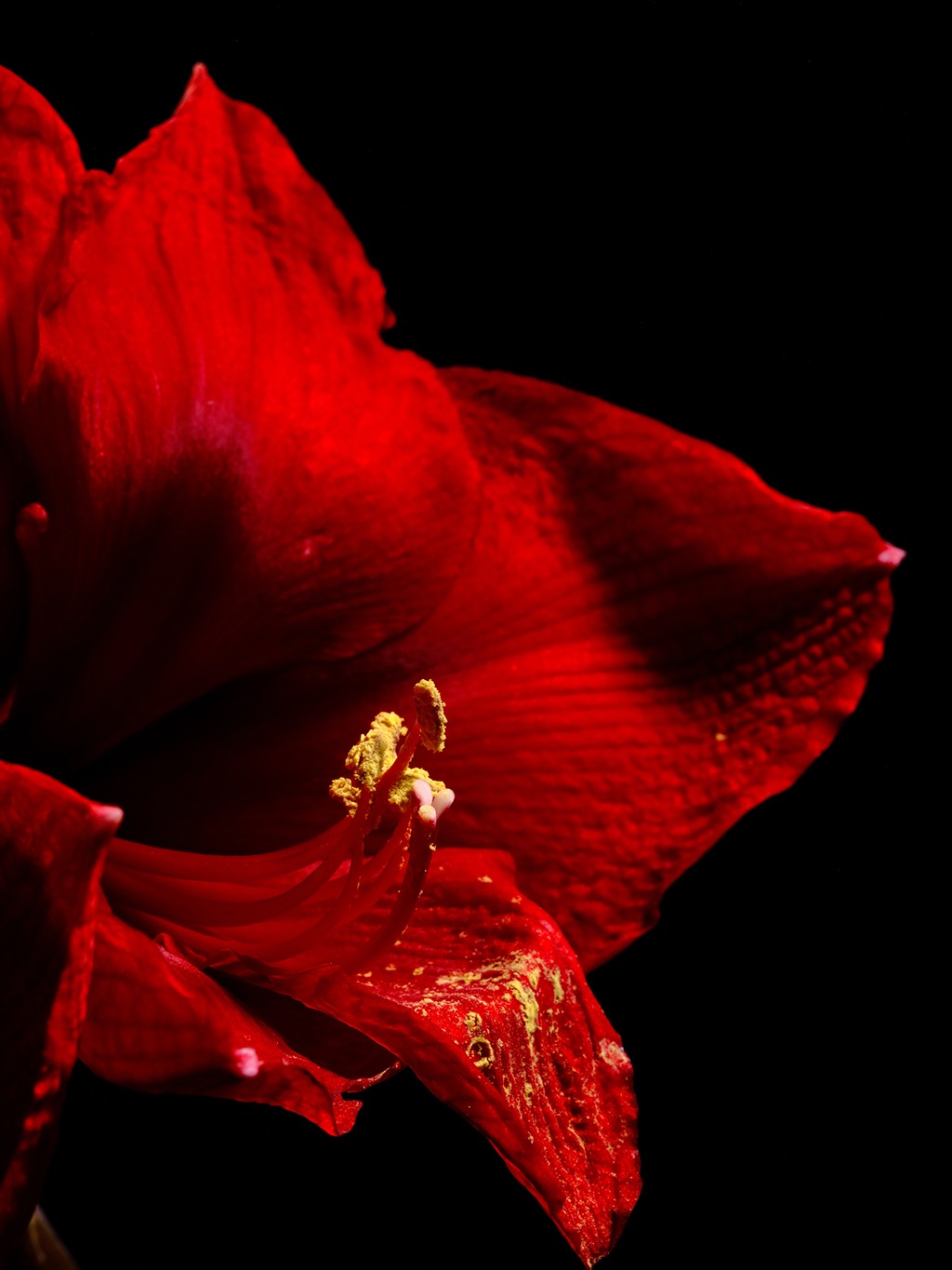 Red Fantasy amaryllis floral macro photography in Fort Worth Texas