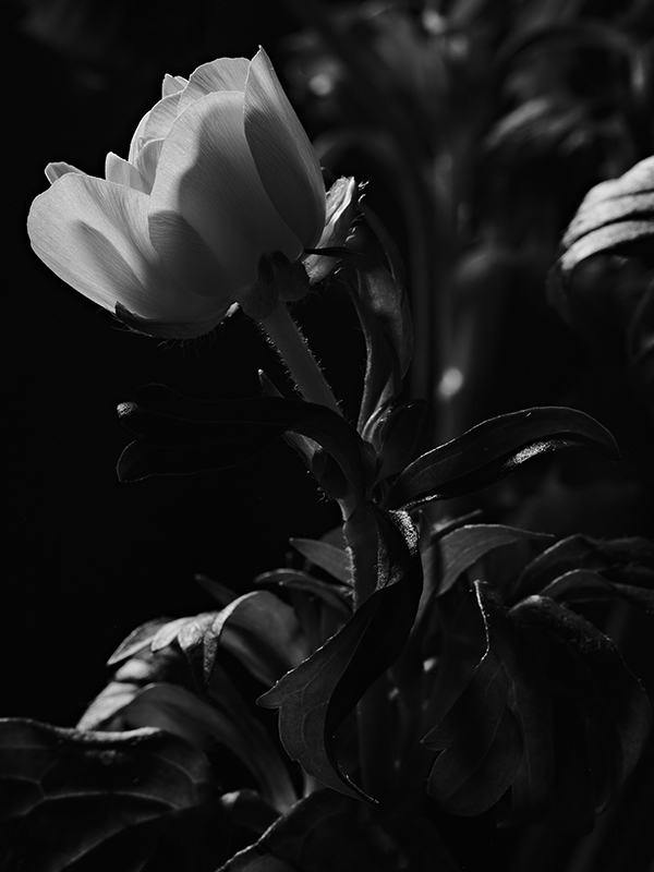 Photography of a Butterfly Ranunculus in black and white