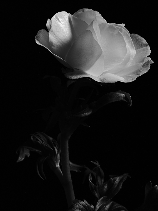 Photography of a Butterfly Ranunculus in black and white