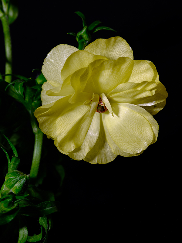 Photography of a Butterfly Ranunculus in color