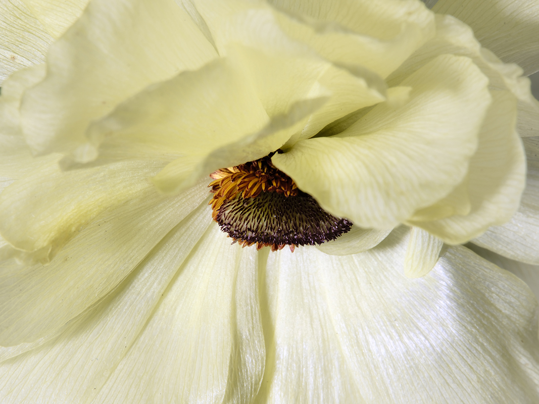 Portrait photograph of Butterfly Ranunculus in color