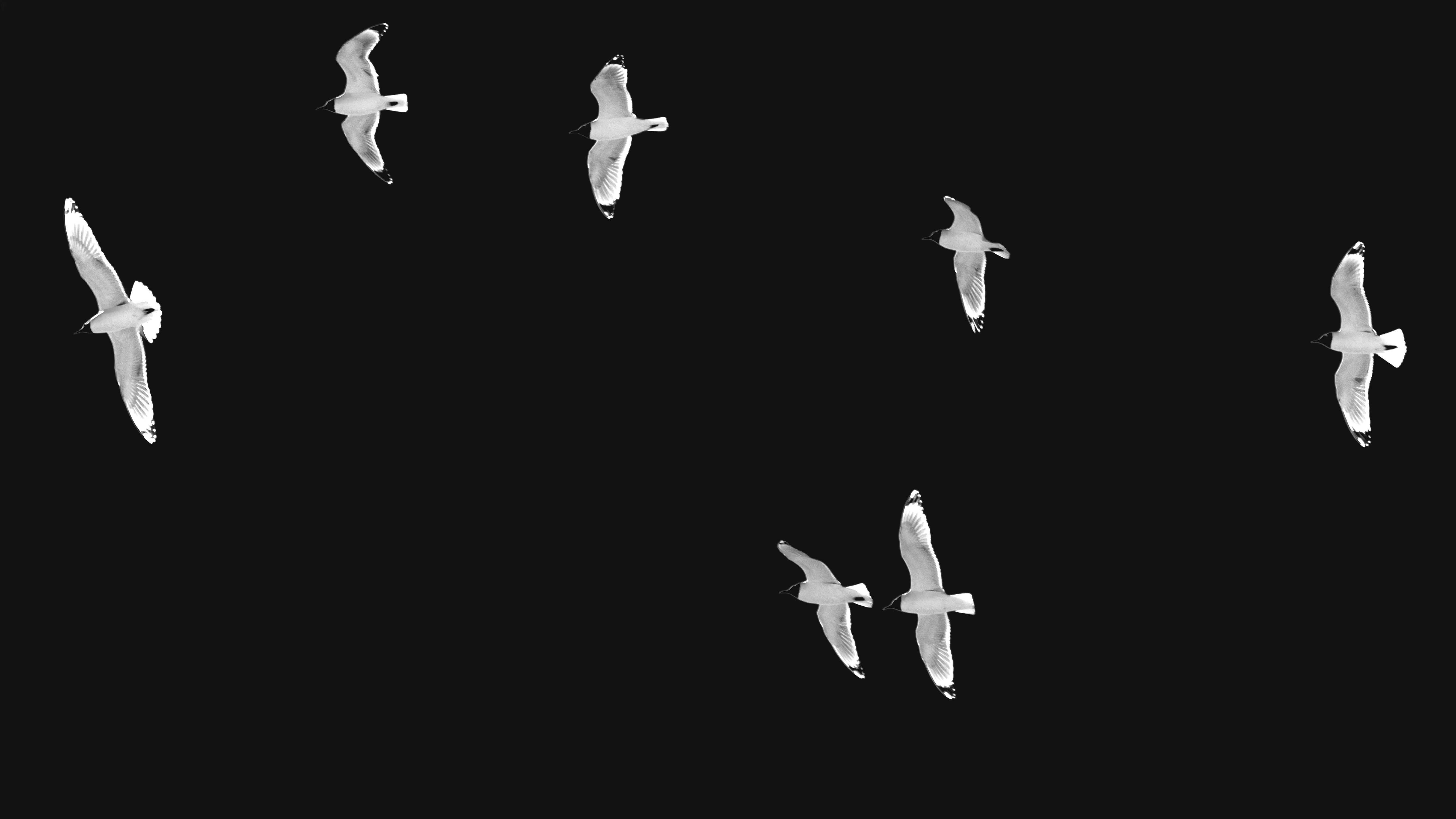 Landscape orientation Black and White Photography of Franklin Gulls flying over my house
