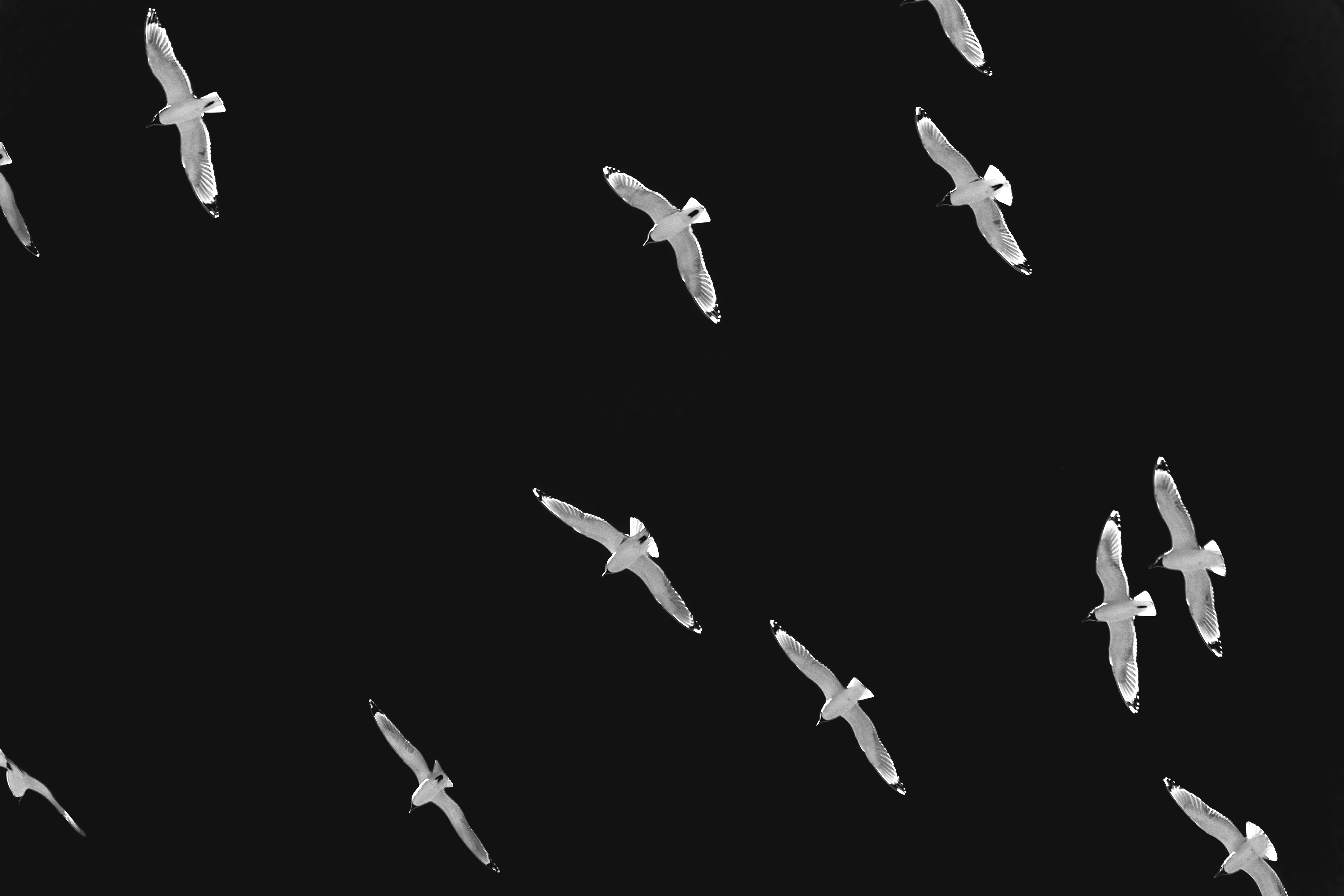 Landscape orientation Black and White Photography of Franklin Gulls flying over my house