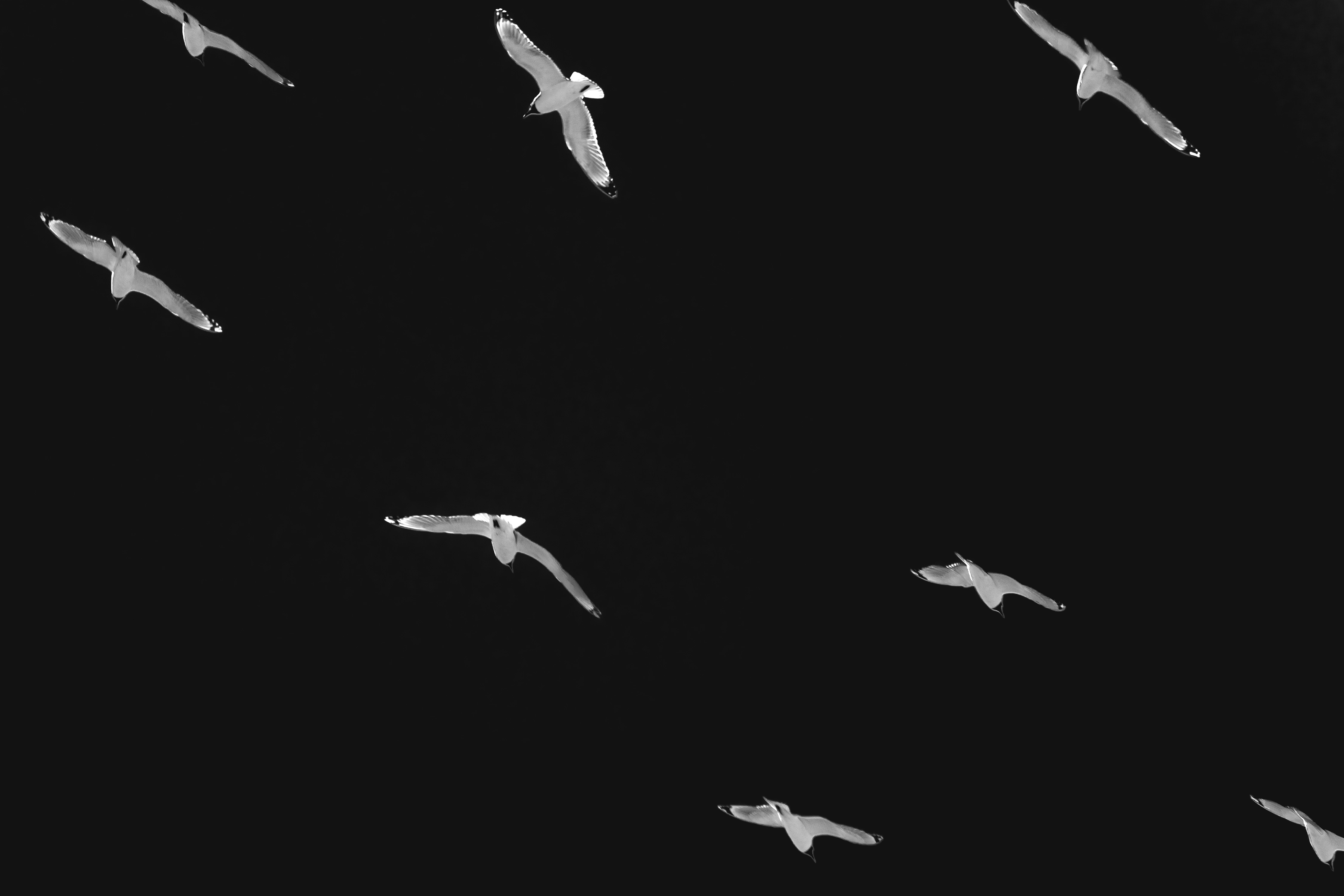 Landscape orientation Black and White Photography of Franklin Gulls flying over my house