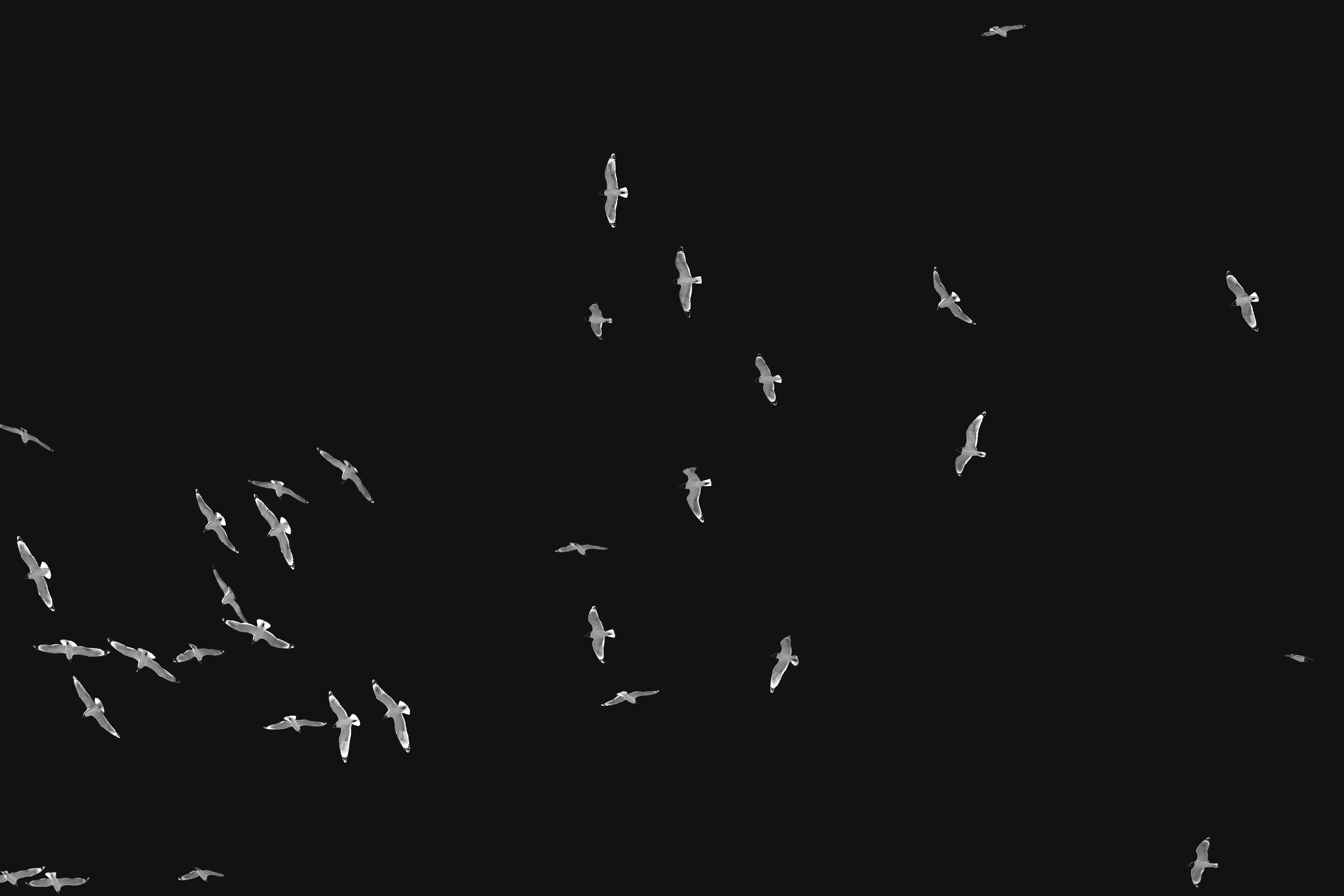 Landscape orientation Black and White Photography of Franklin Gulls flying over my house