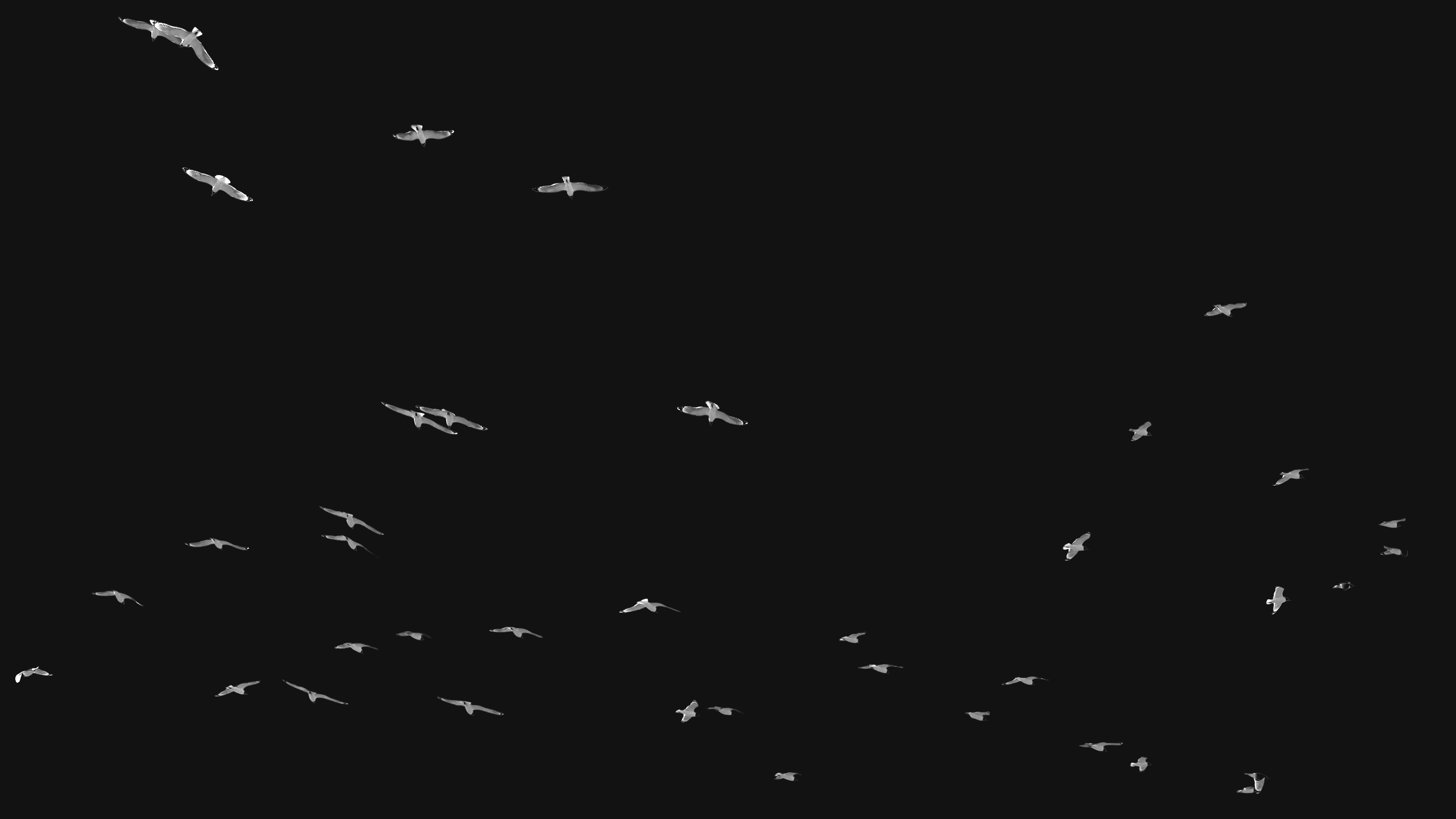 Landscape orientation Black and White Photography of Franklin Gulls flying over my house