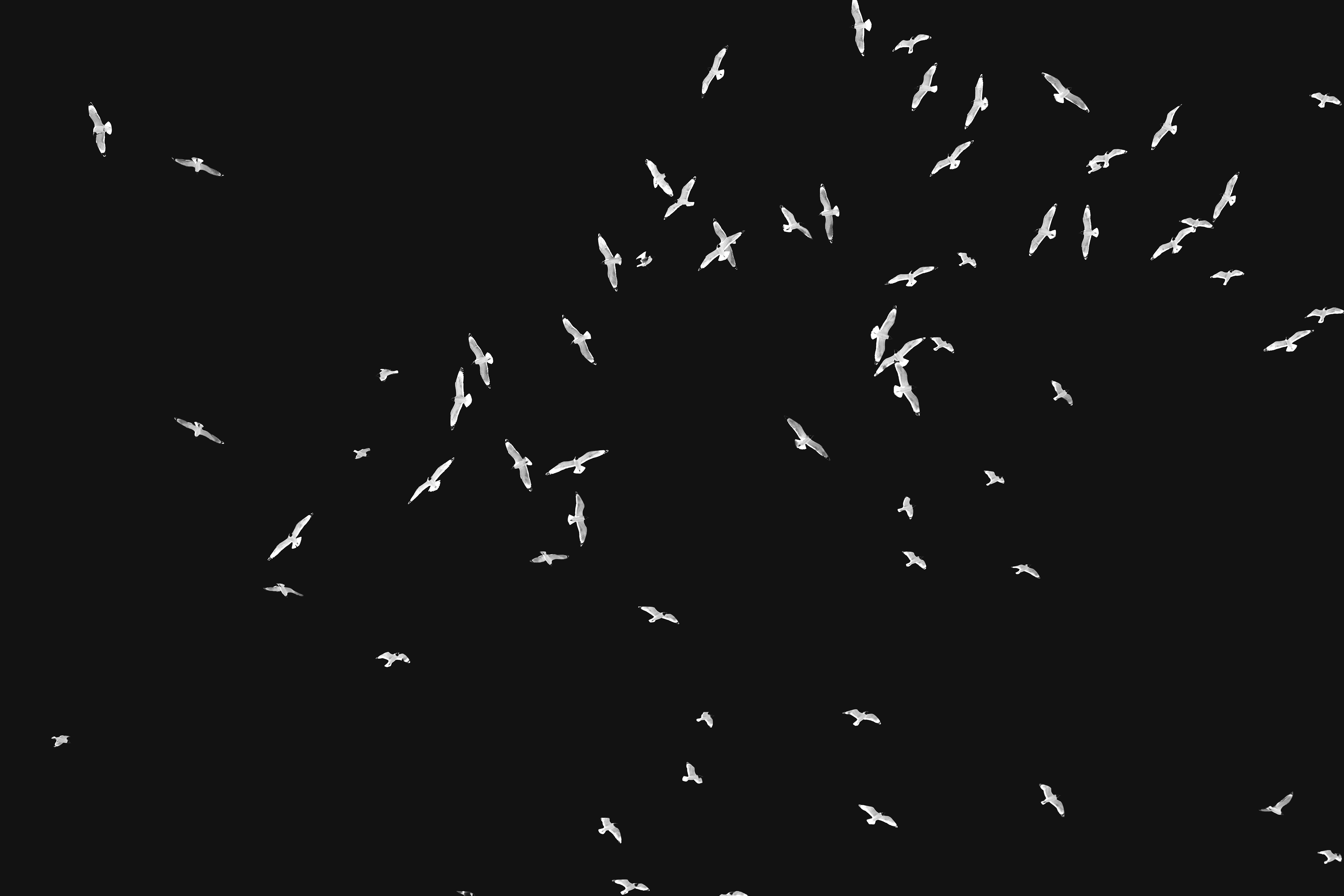 Landscape orientation Black and White Photography of Franklin Gulls flying over my house