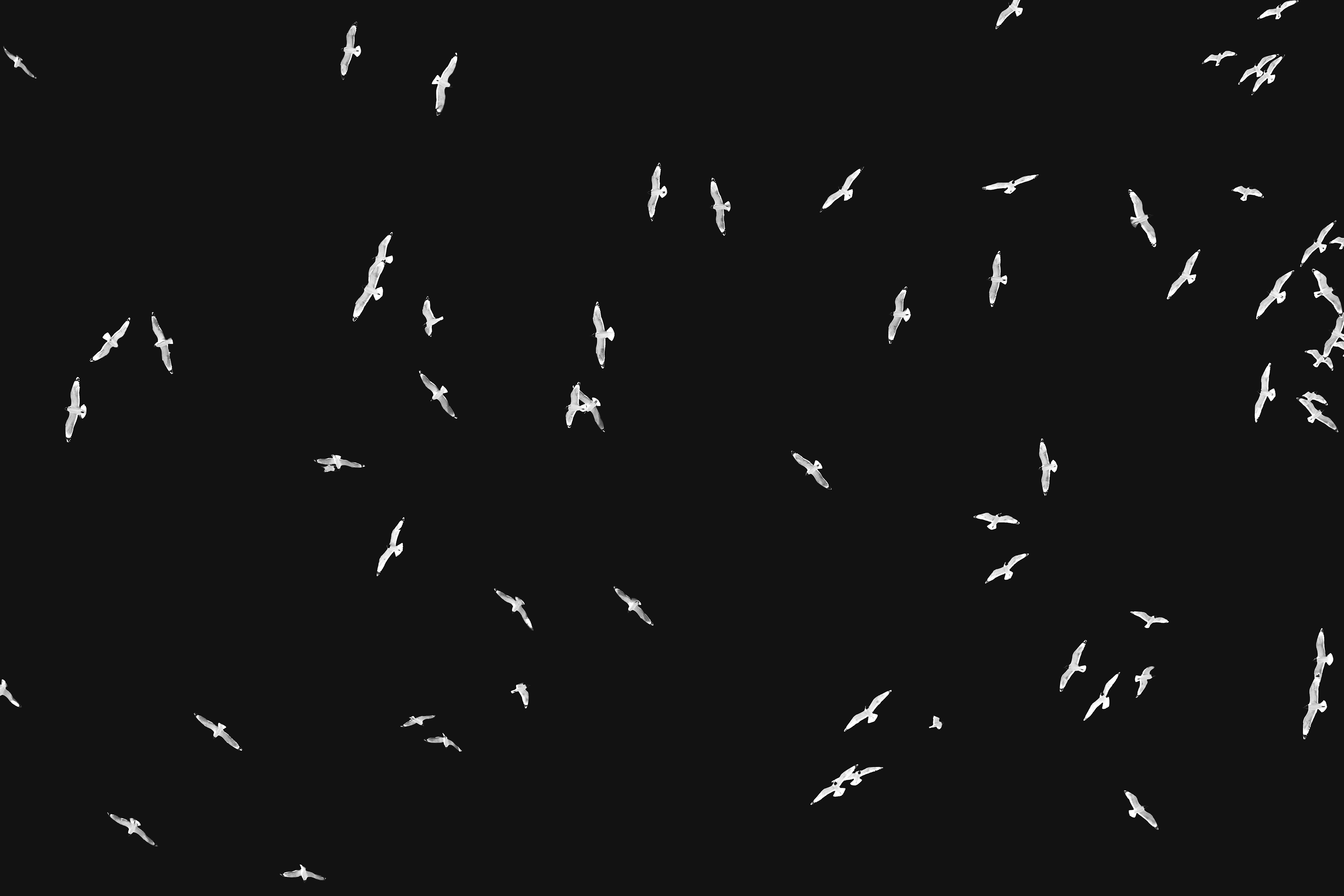 Landscape orientation Black and White Photography of Franklin Gulls flying over my house