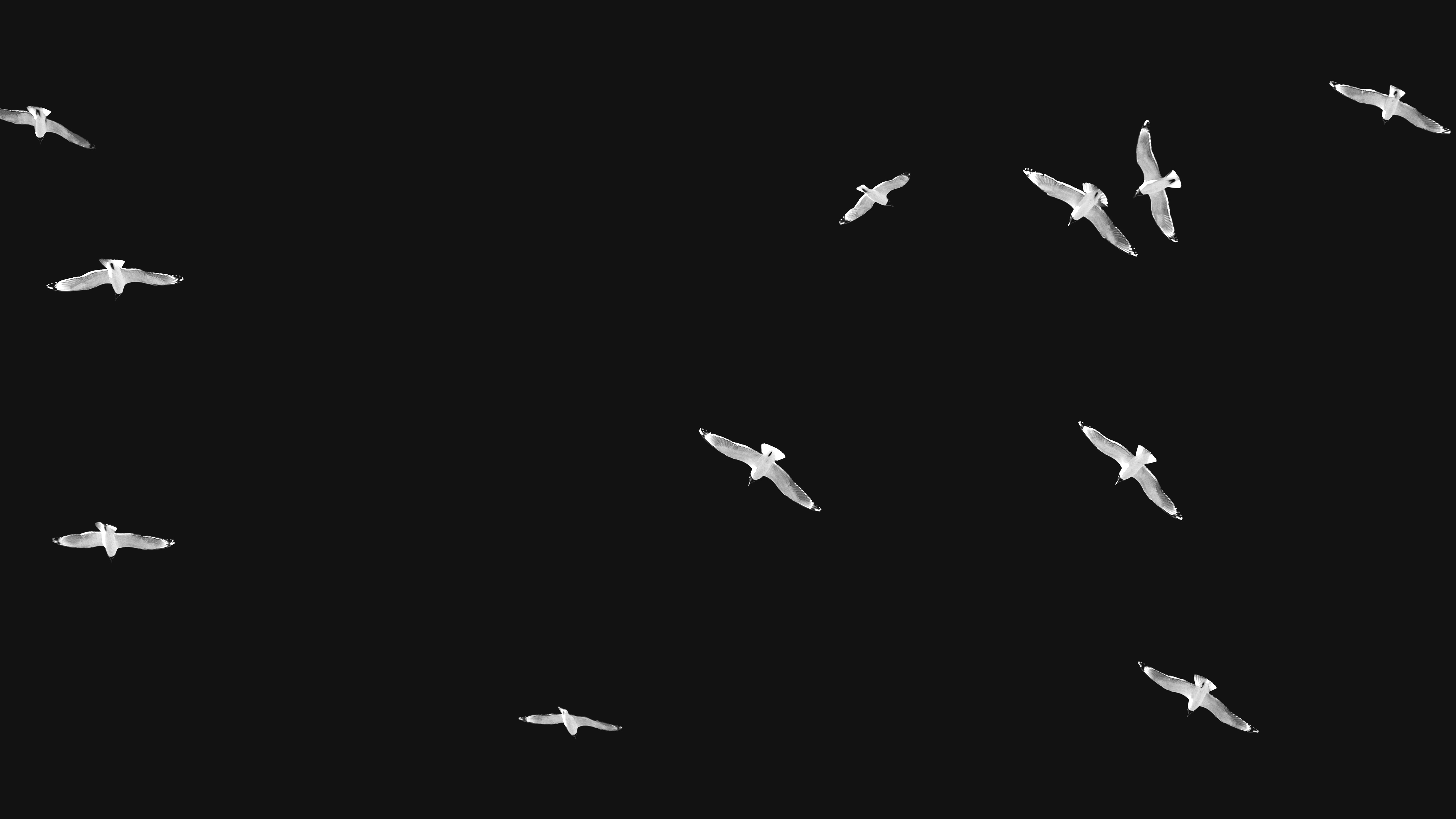 Landscape orientation Black and White Photography of Franklin Gulls flying over my house