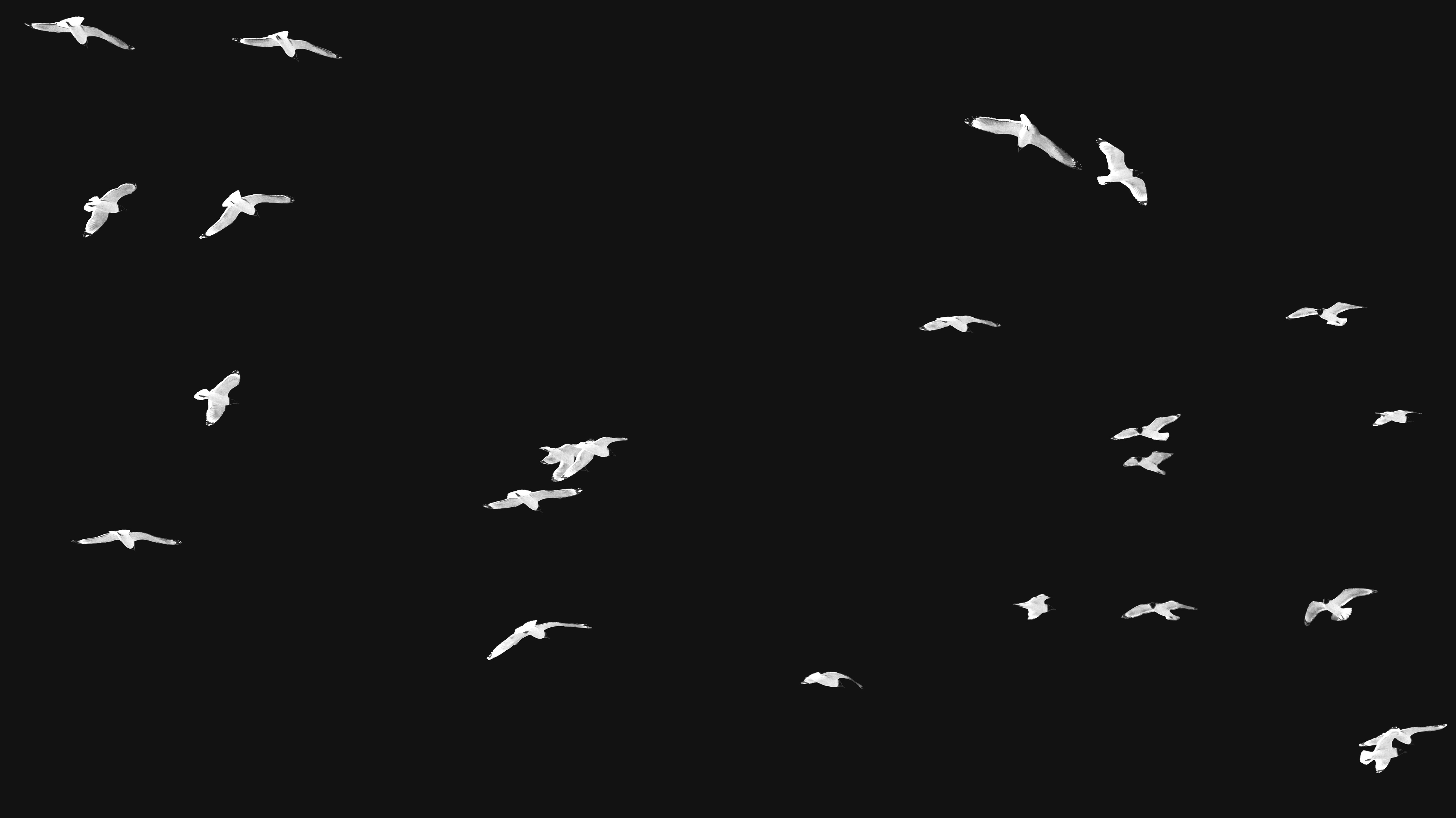Landscape orientation Black and White Photography of Franklin Gulls flying over my house