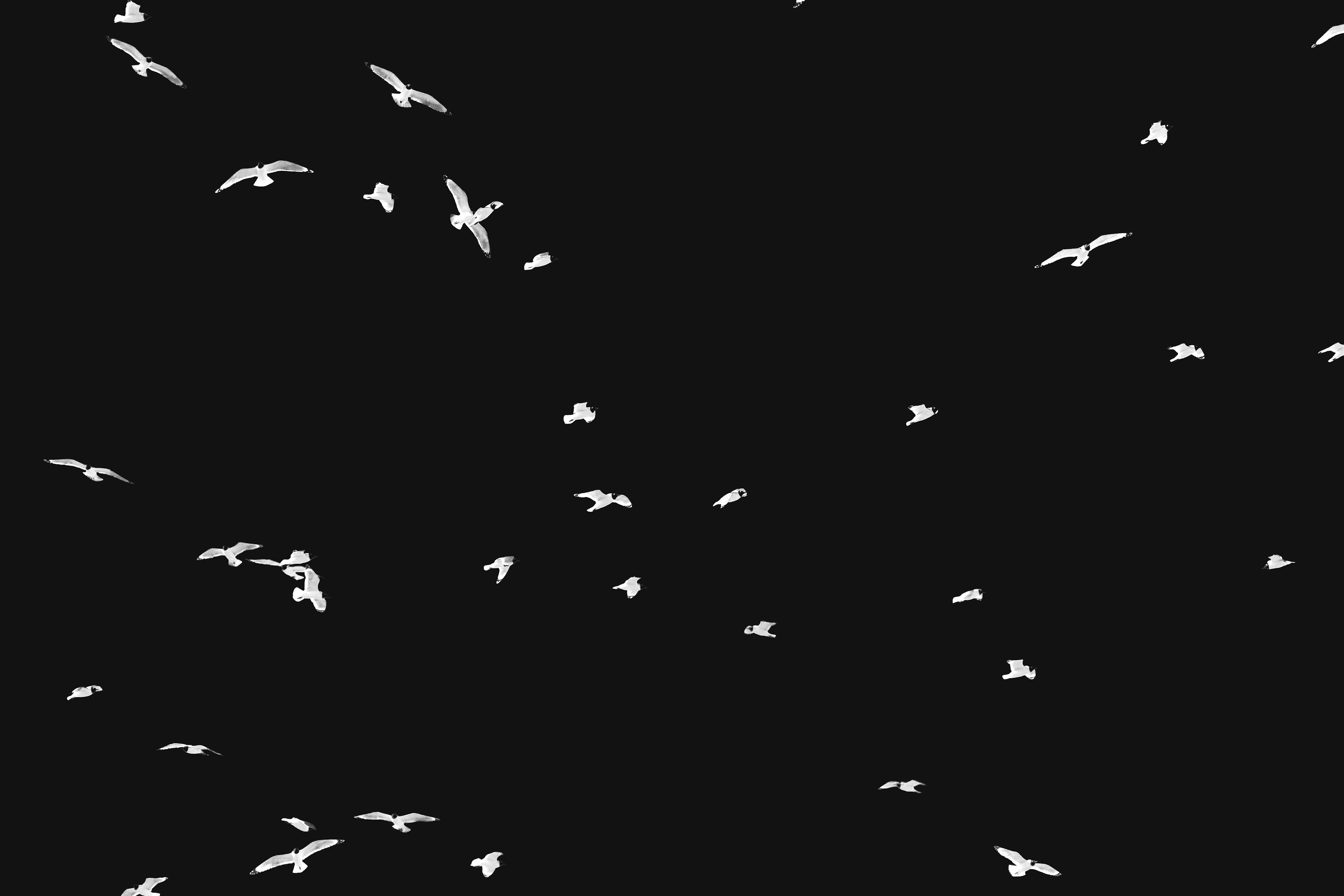 Landscape orientation Black and White Photography of Franklin Gulls flying over my house