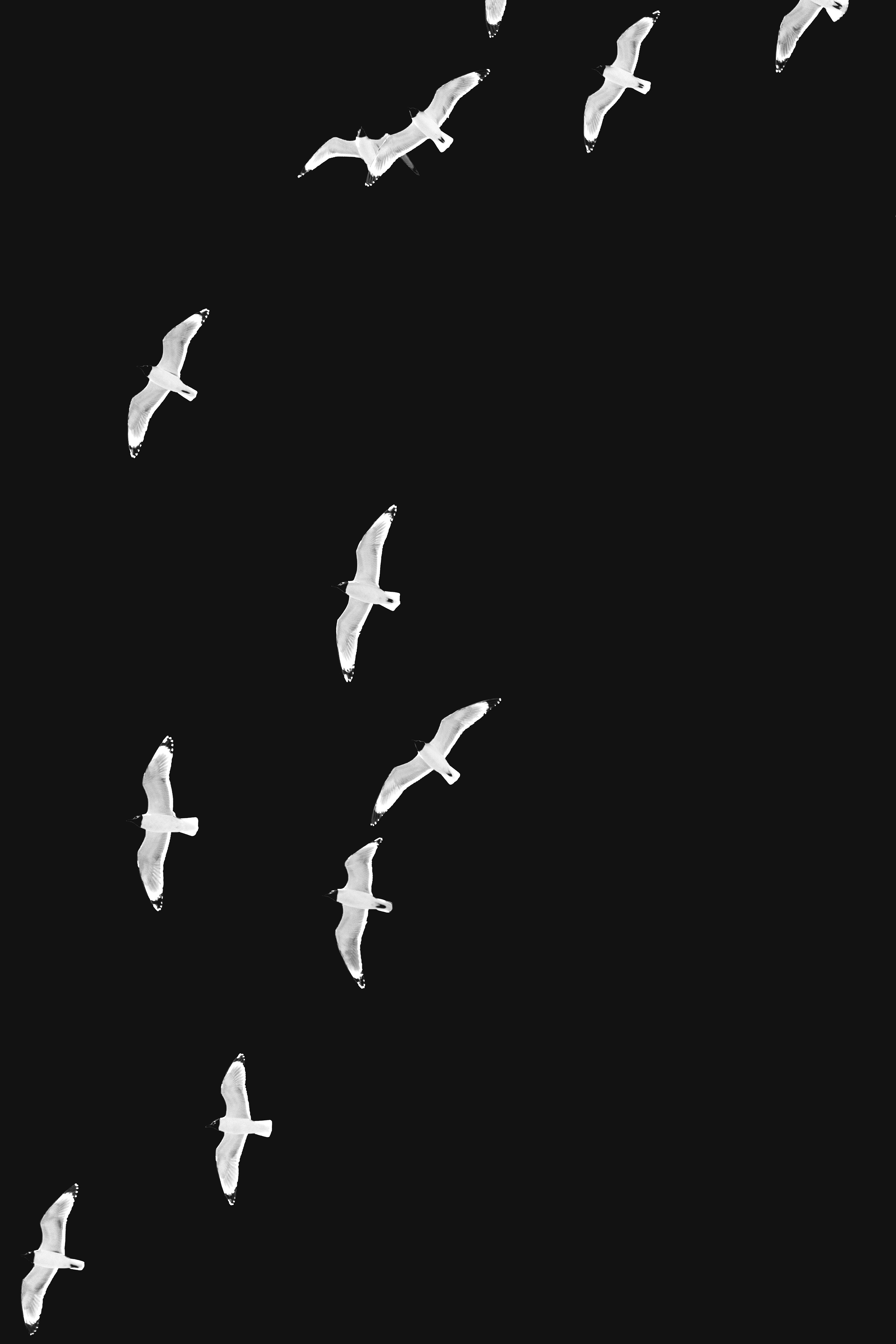 Portrait orientation Black and White Photography of Franklin Gulls flying over my house