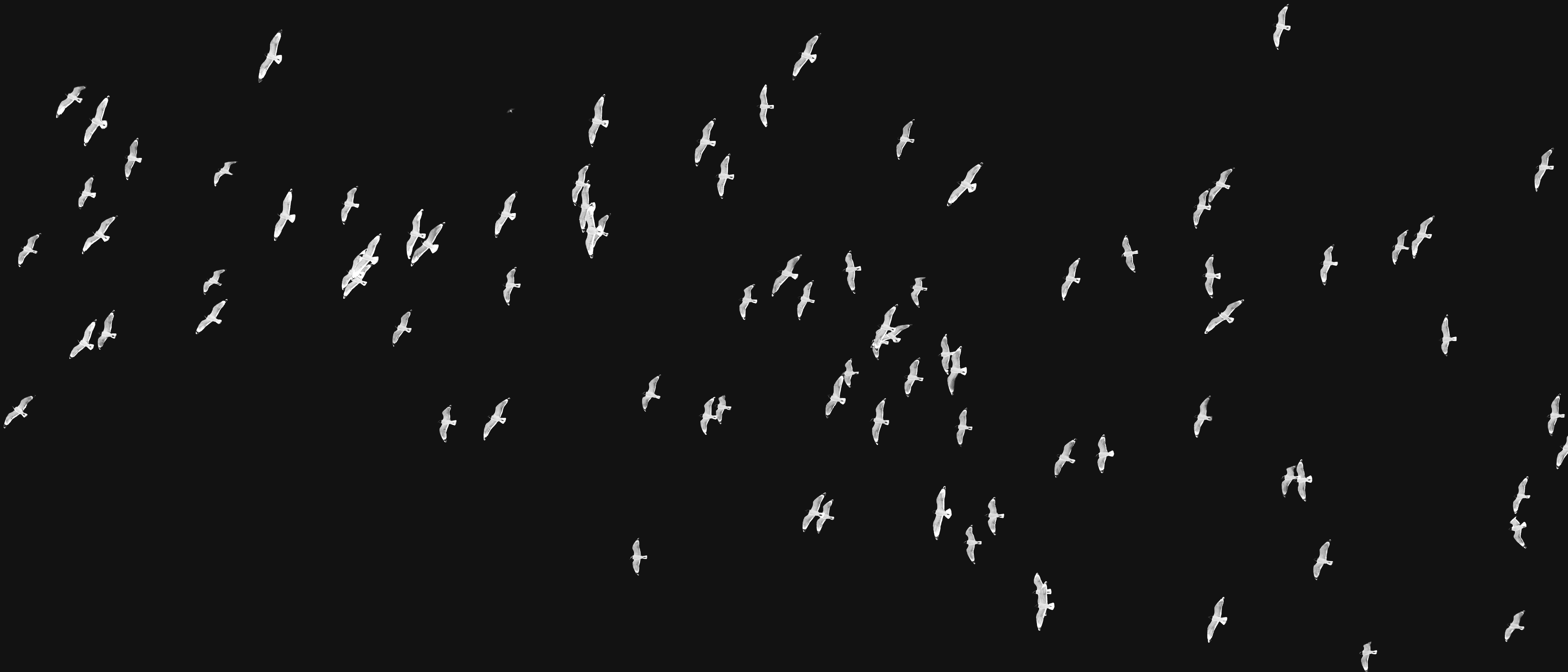 Super large landscape orientation Black and White Photography of Franklin Gulls flying over my house