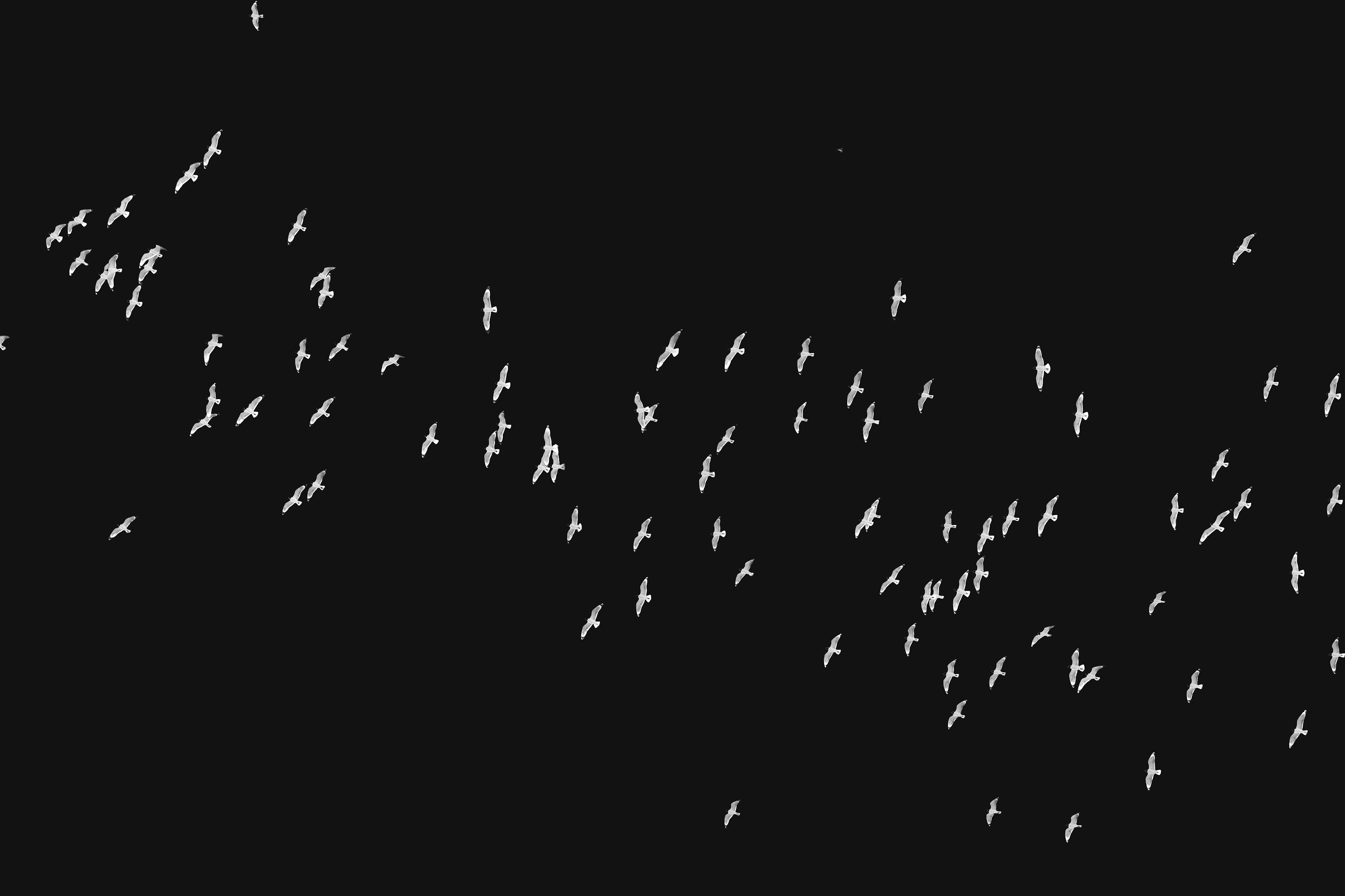 Landscape orientation Black and White Photography of Franklin Gulls flying over my house