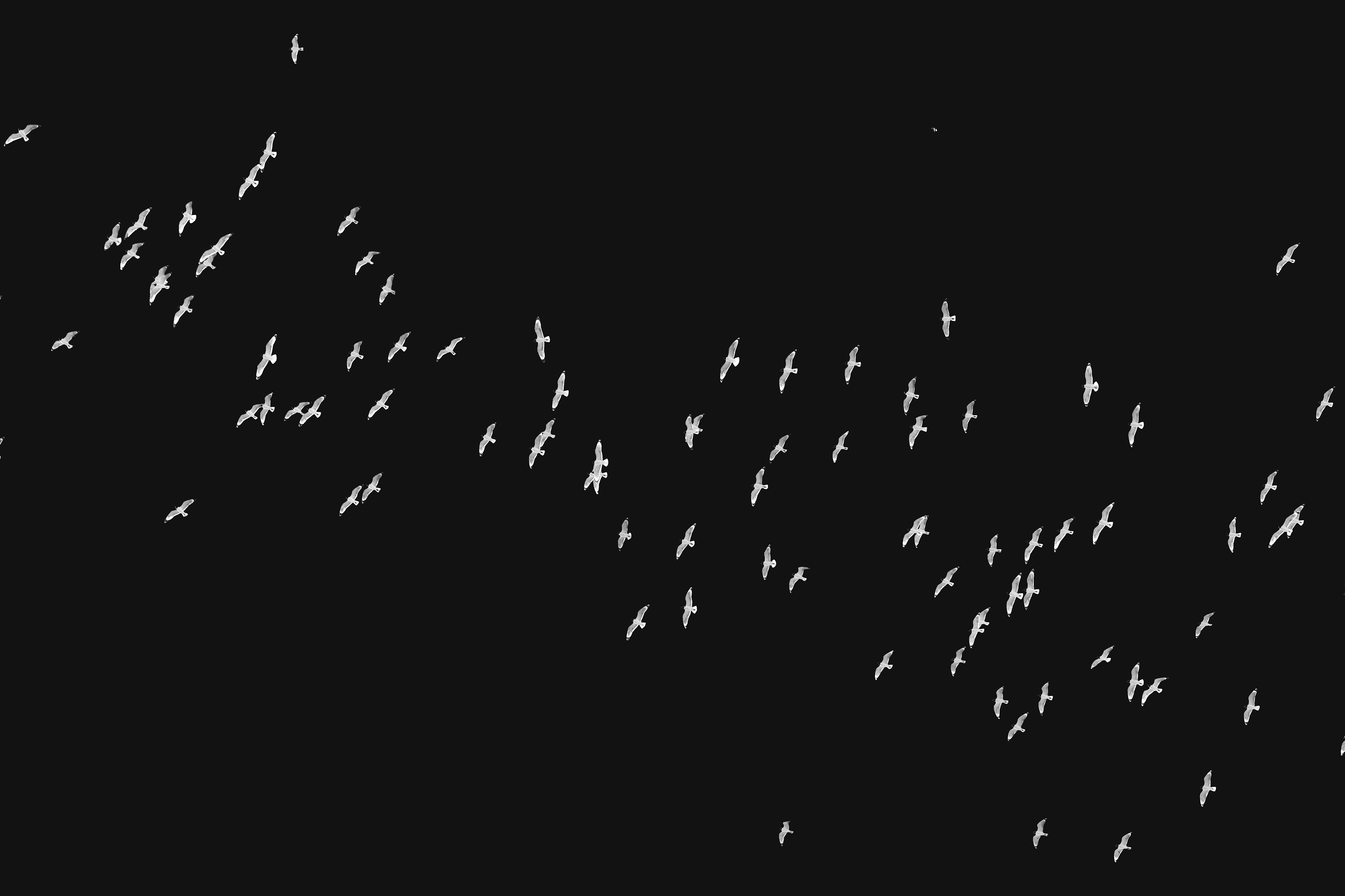 Landscape orientation Black and White Photography of Franklin Gulls flying over my house