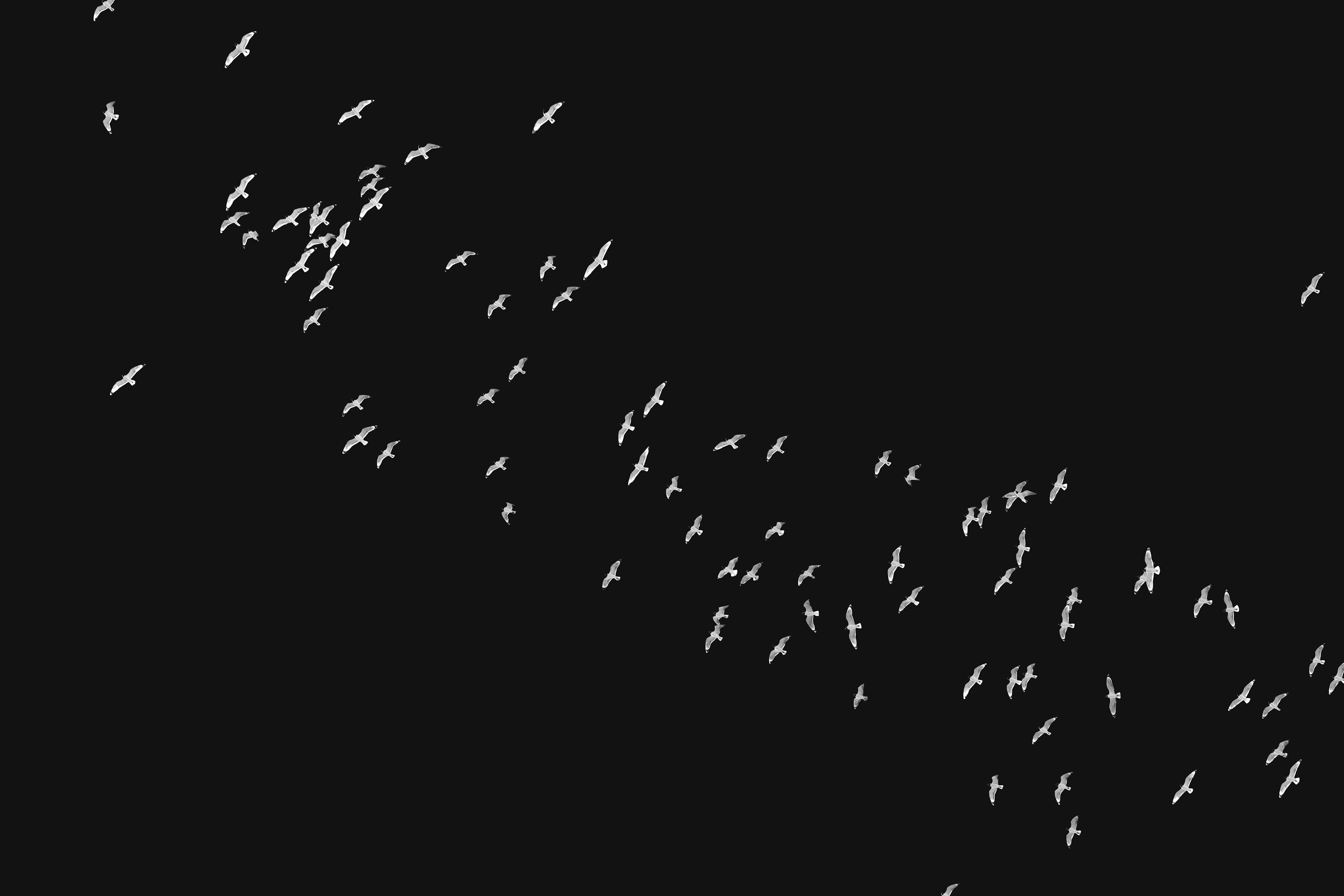 Landscape orientation Black and White Photography of Franklin Gulls flying over my house