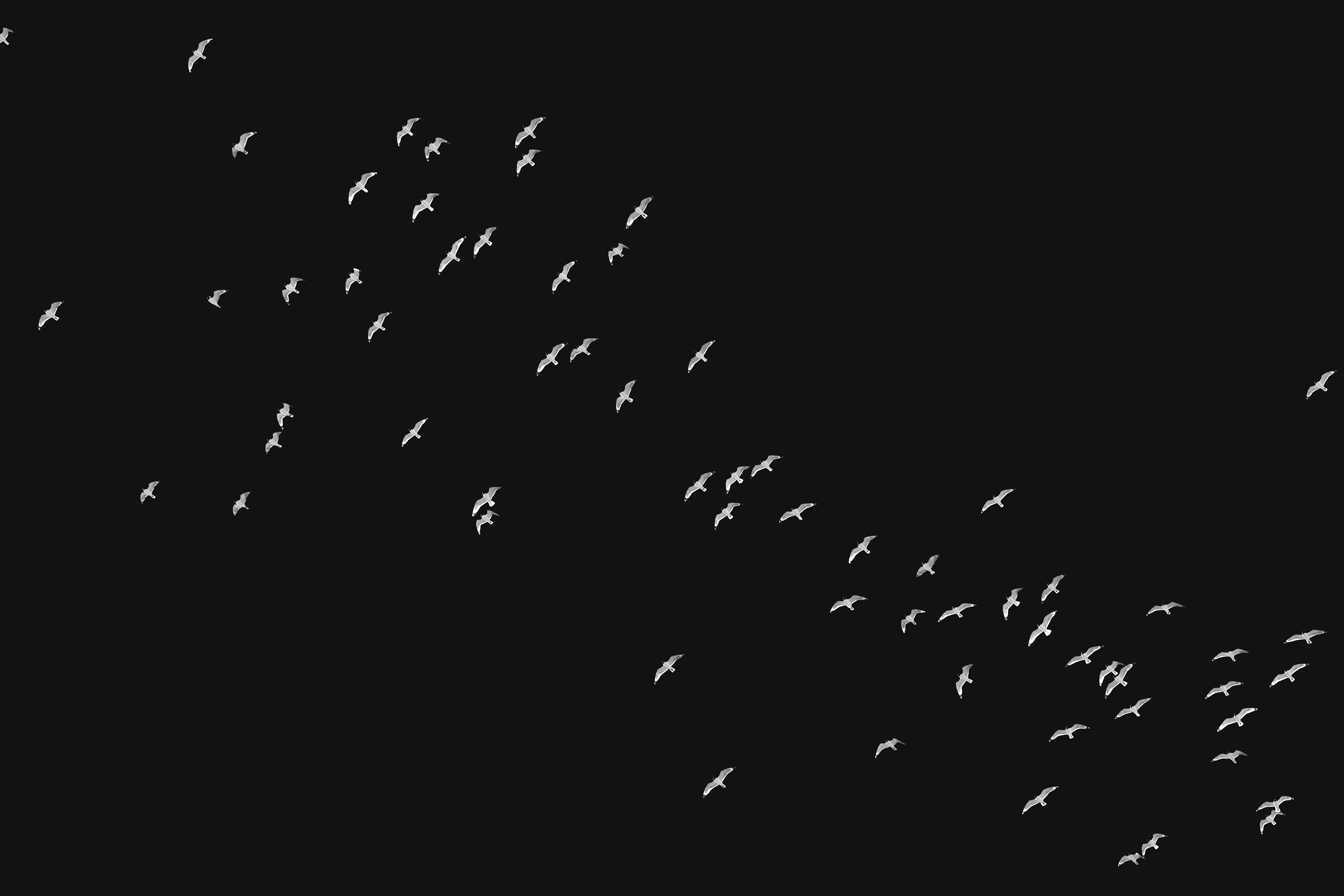 Landscape orientation Black and White Photography of Franklin Gulls flying over my house