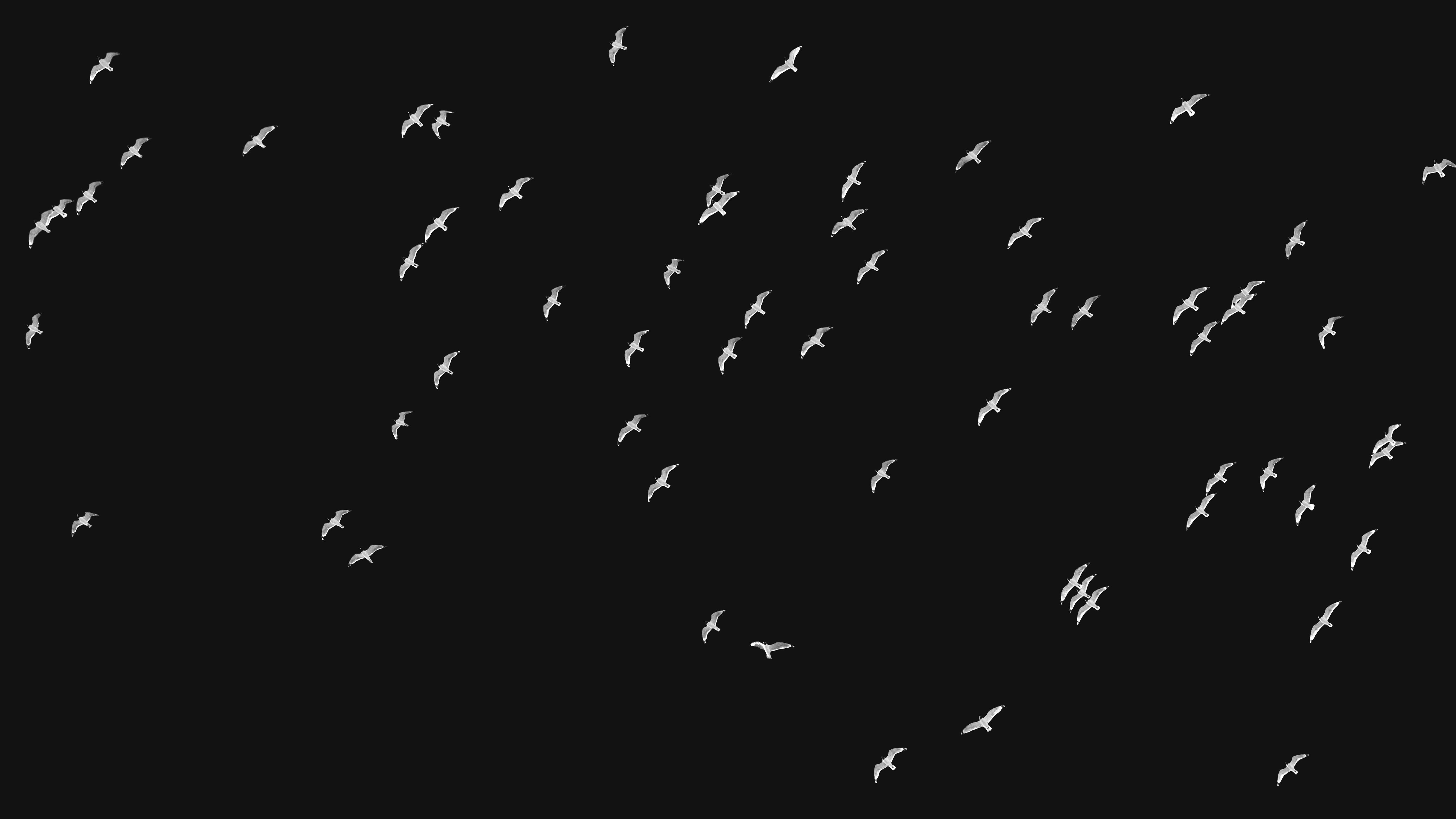 Landscape orientation Black and White Photography of Franklin Gulls flying over my house