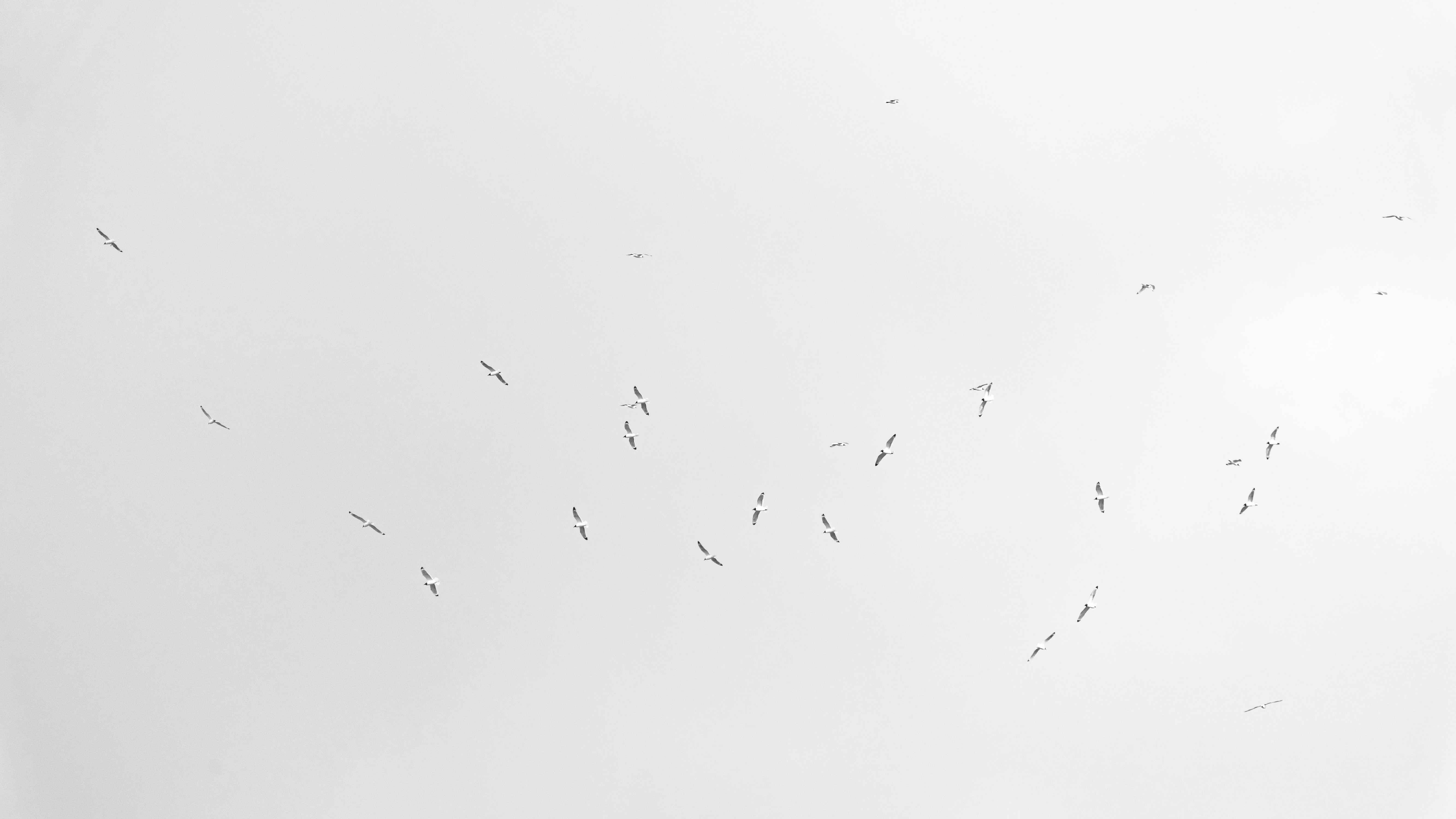 Landscape orientation Black and White Photography of Franklin Gulls flying against clouds