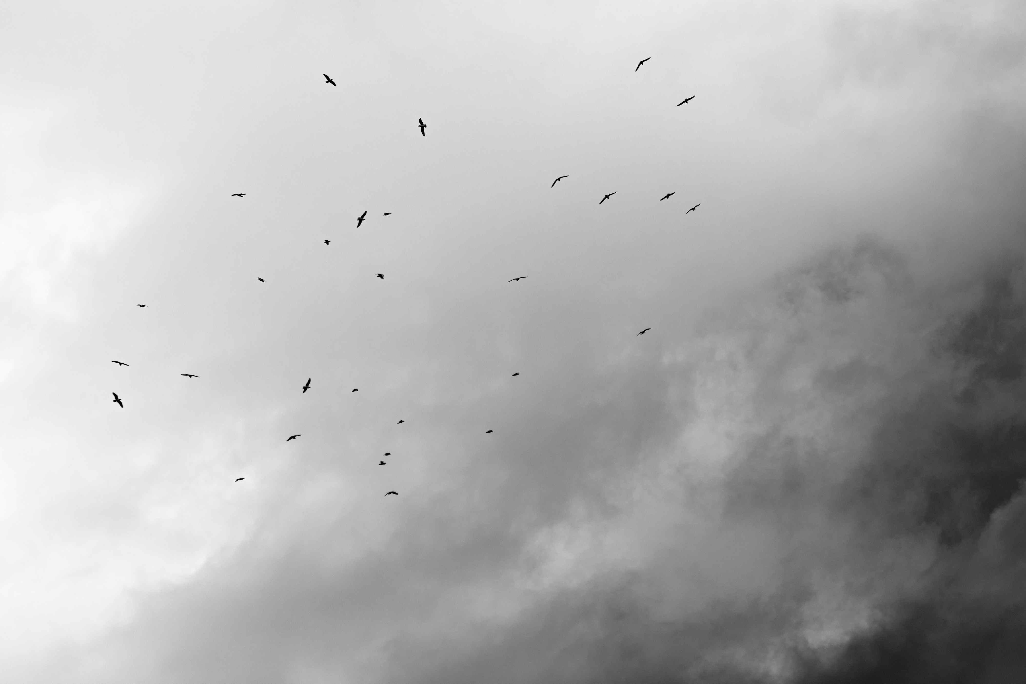 Landscape orientation Black and White Photography of Franklin Gulls flying against clouds