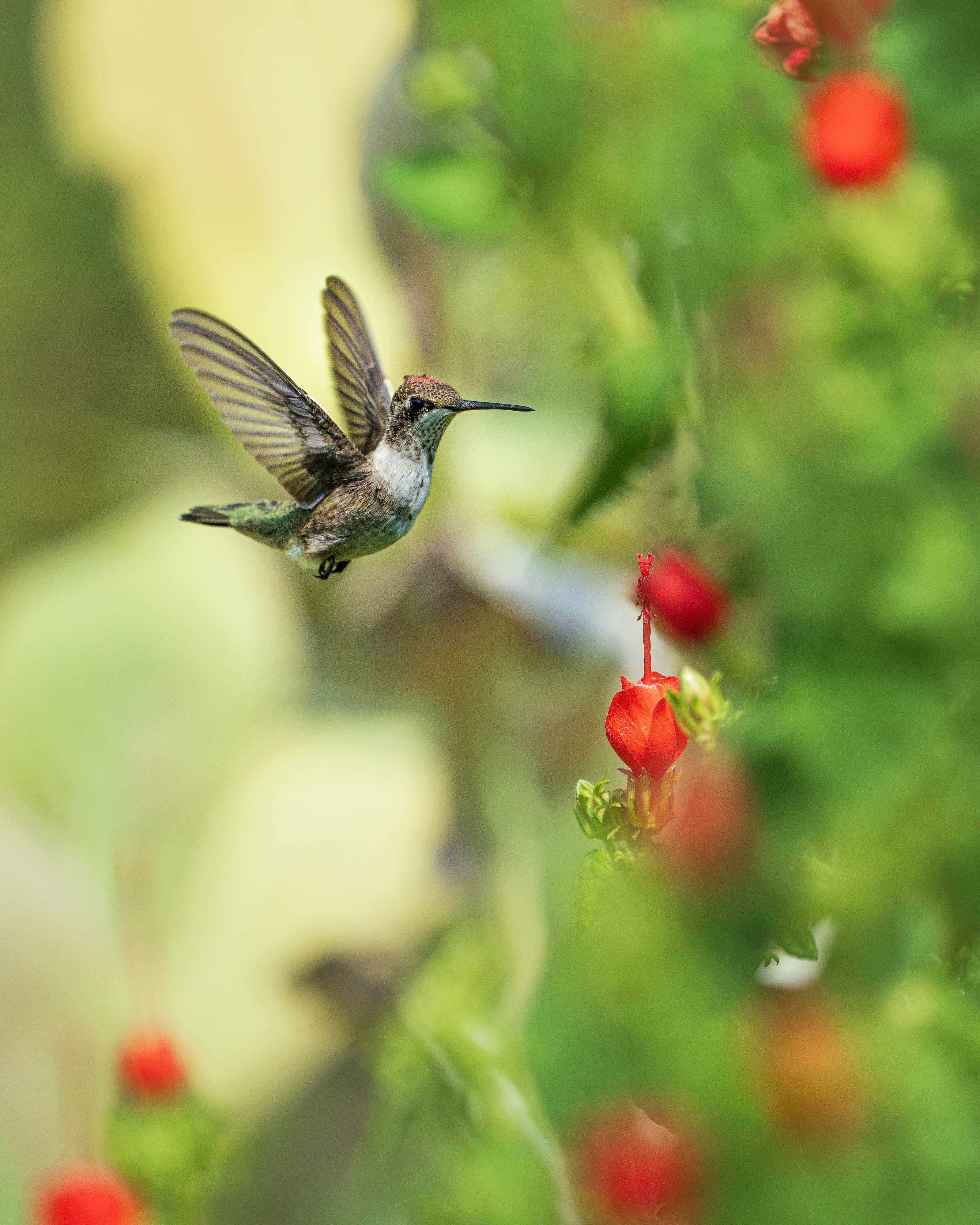 Black-chinned Hummingbird pollinating a flower in North Texas