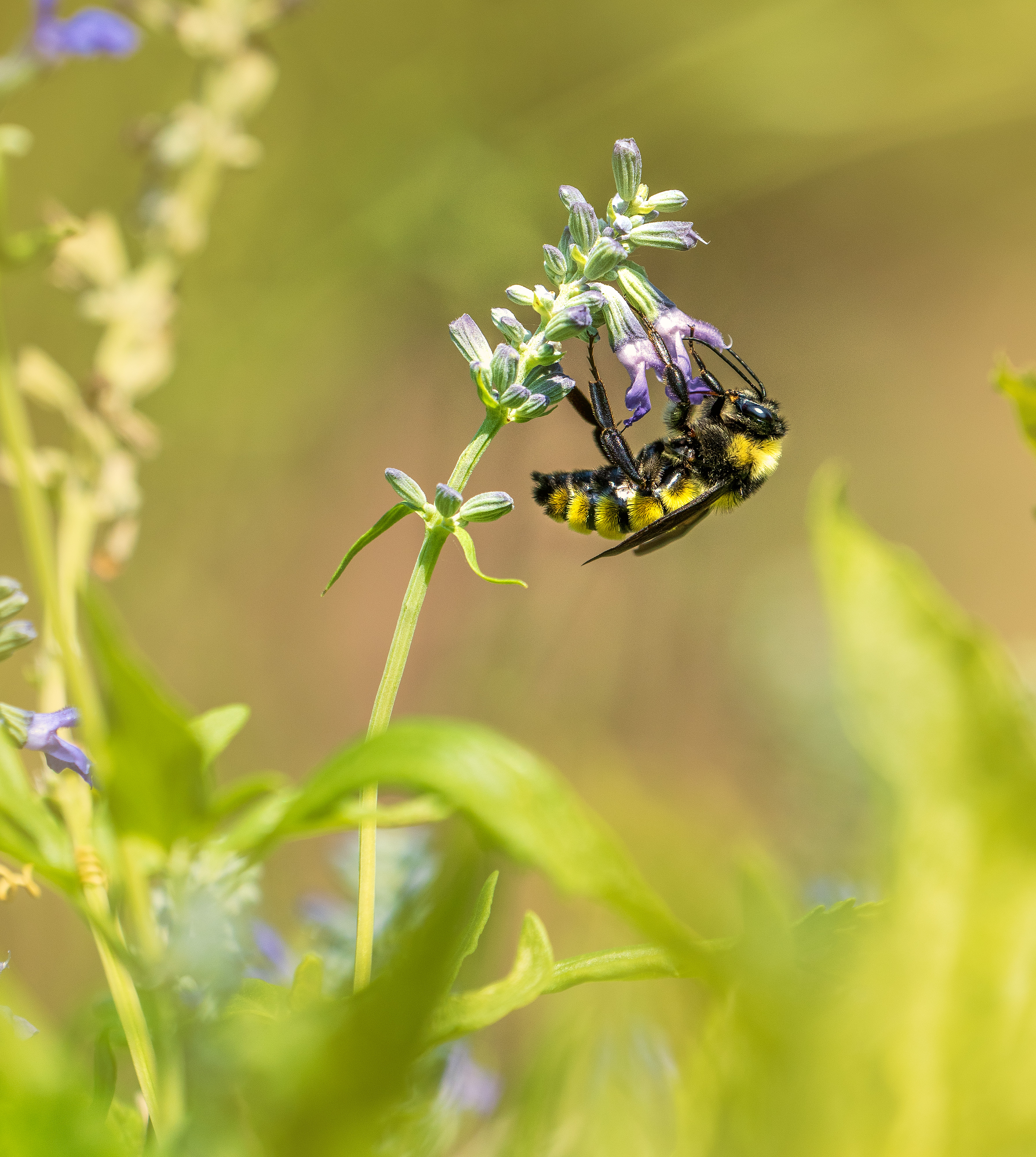 Bee polinating a flower in North Texas