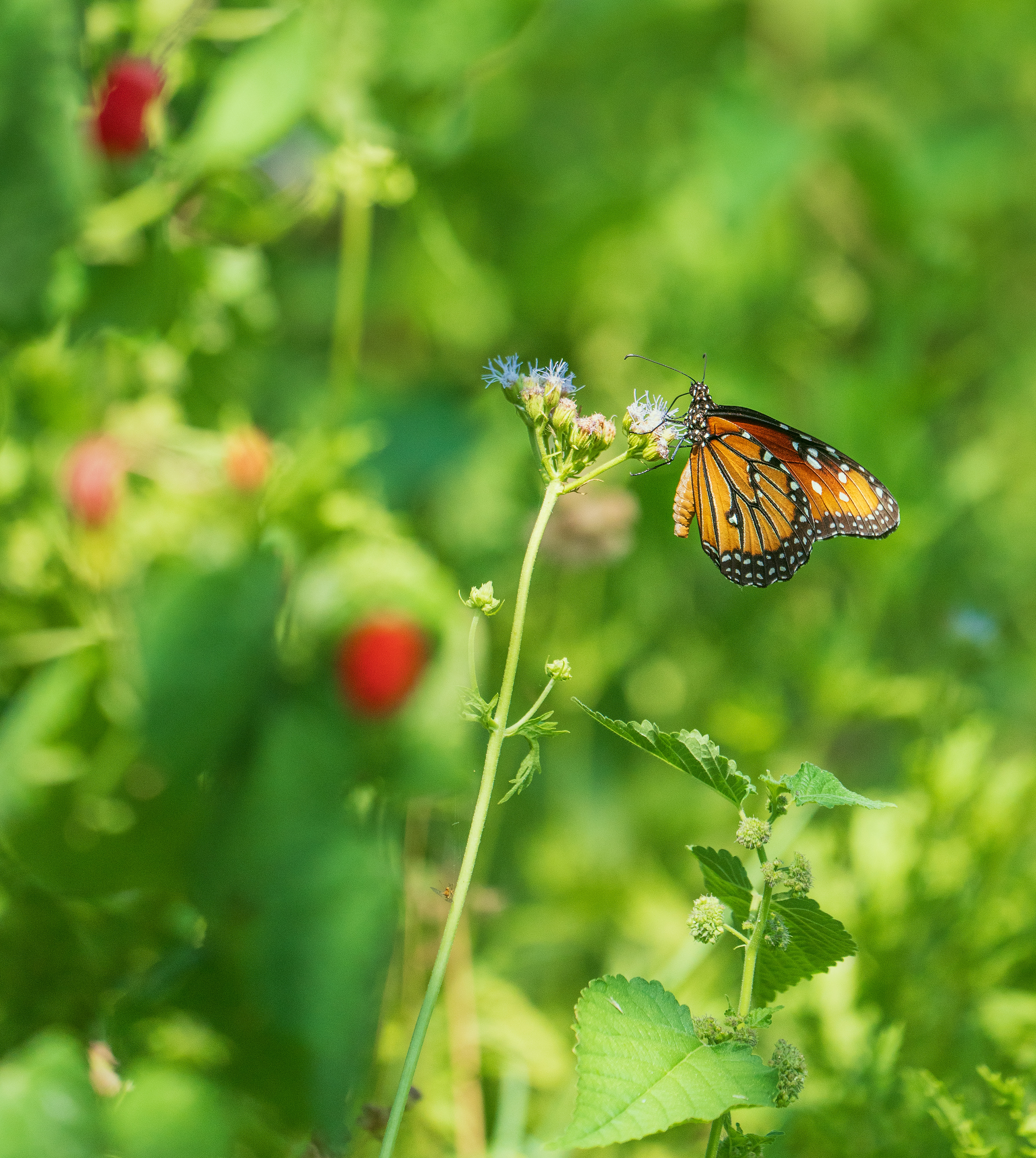 A Queen butterfly on a branch in North Texas