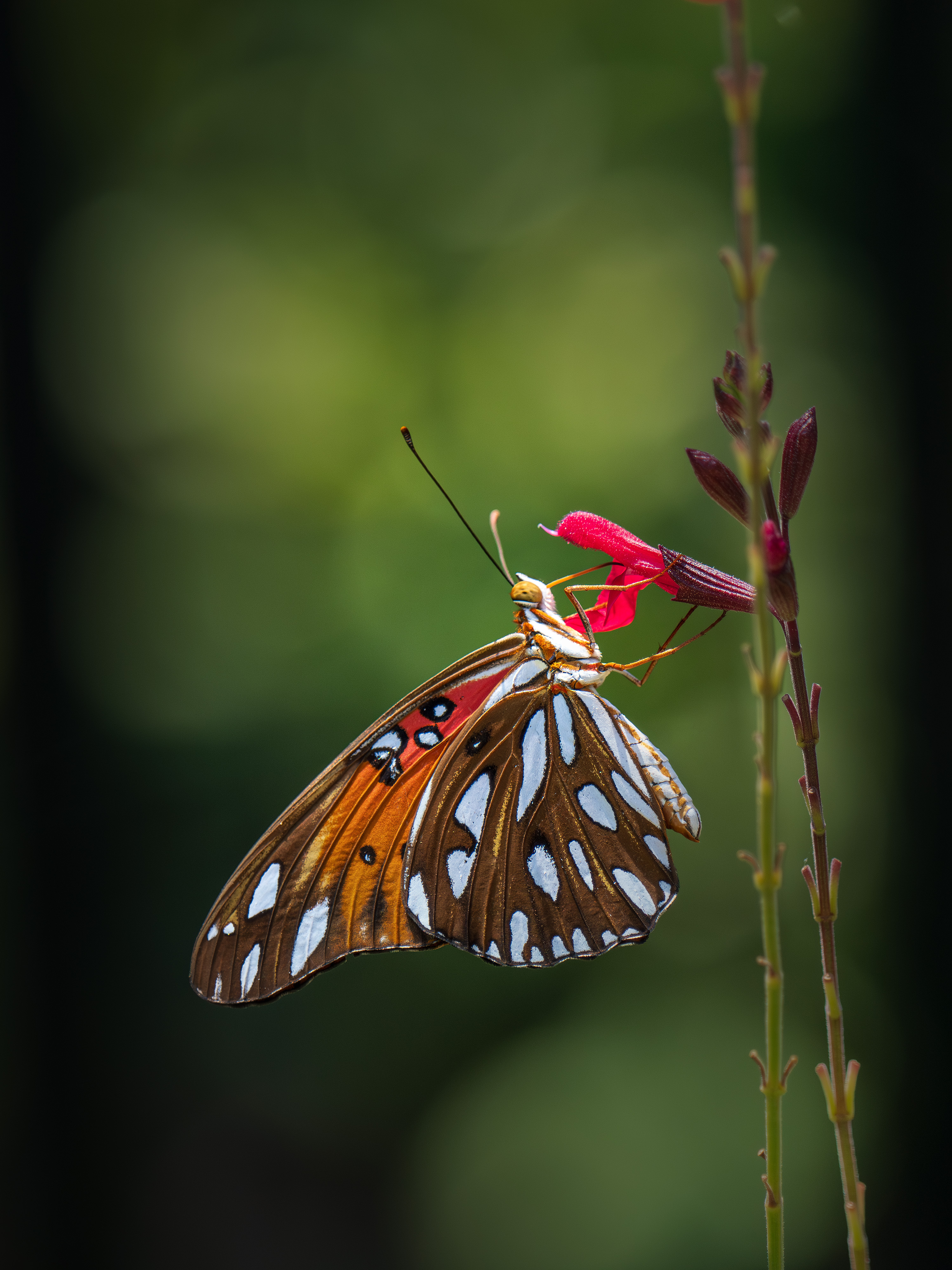 A single orange butterfly on a branch in North Texas