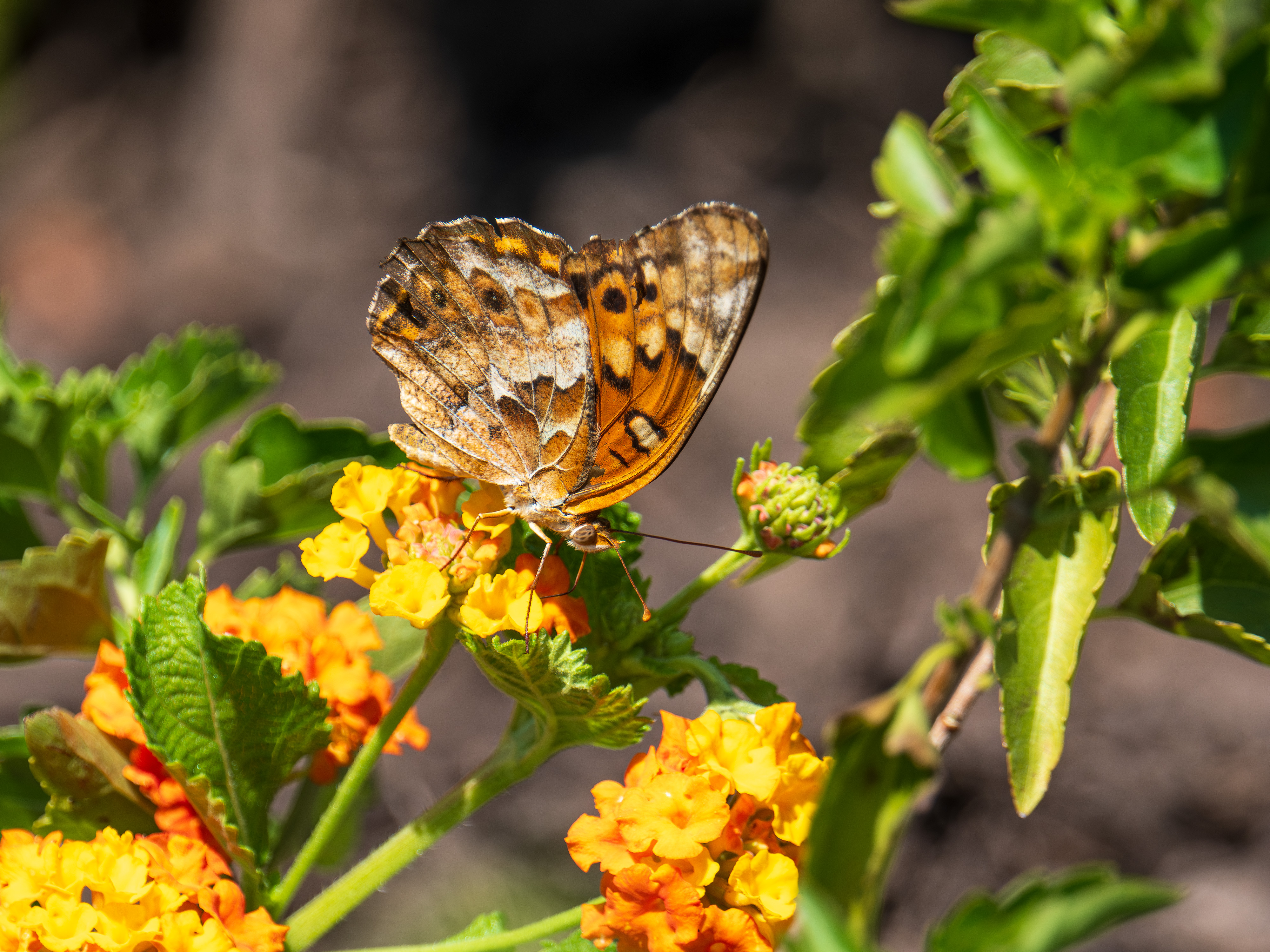 An orange butterfly pollinating lantana in North Texas