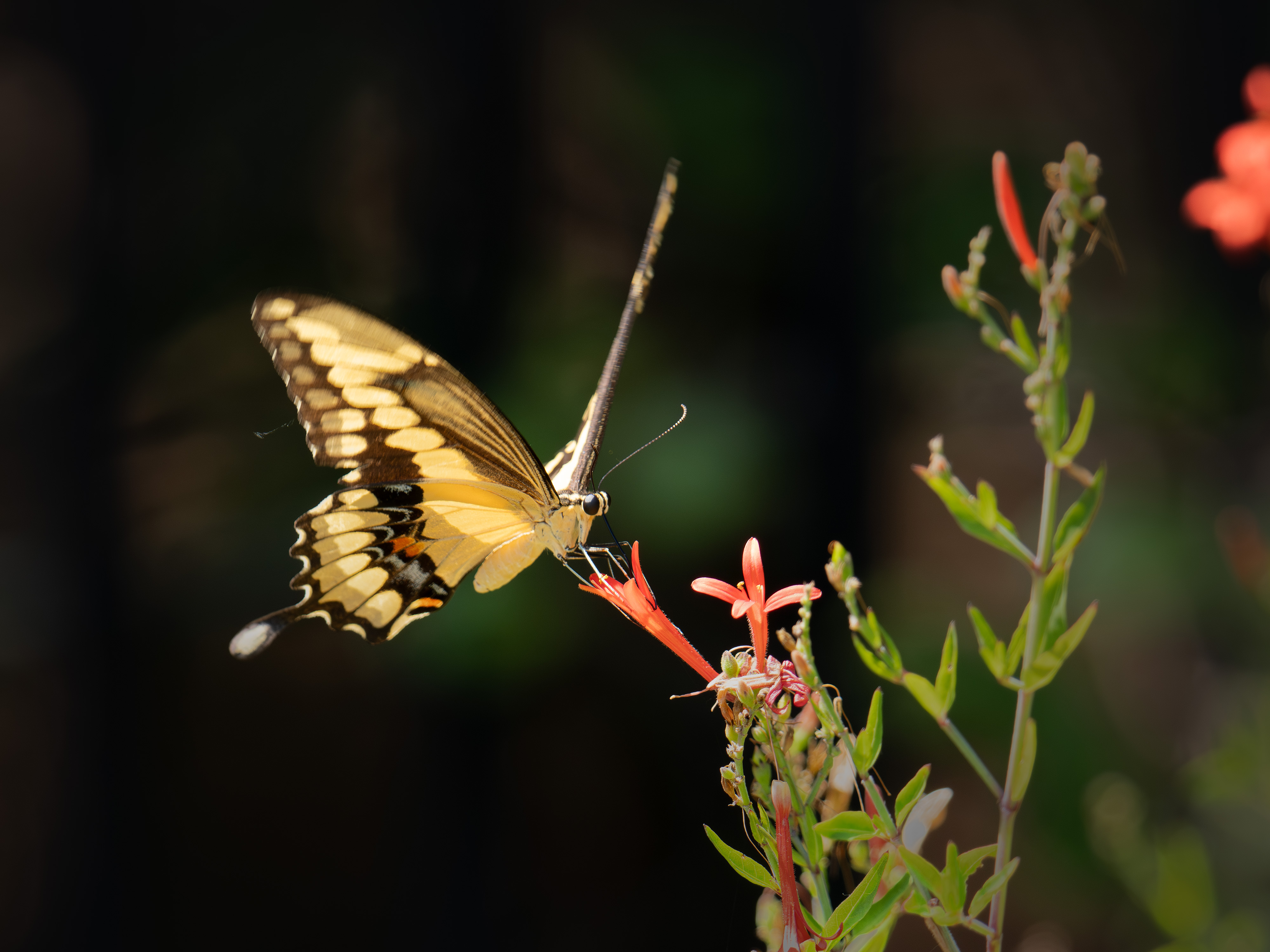 A yellow swallowtail pollinating a flower in North Texas