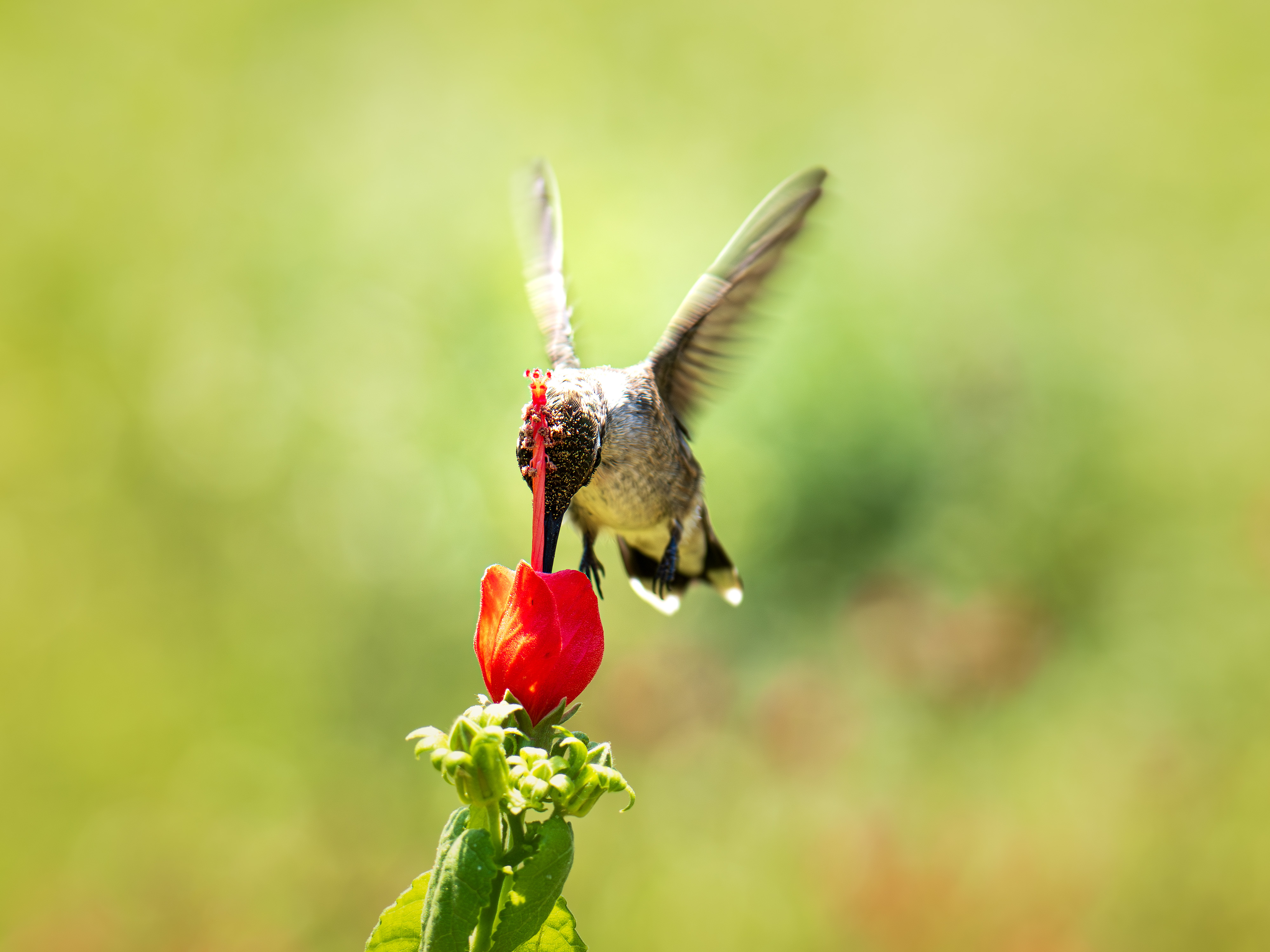 Head on shot of a black-chinned Hummingbird pollinating a flower in North Texas