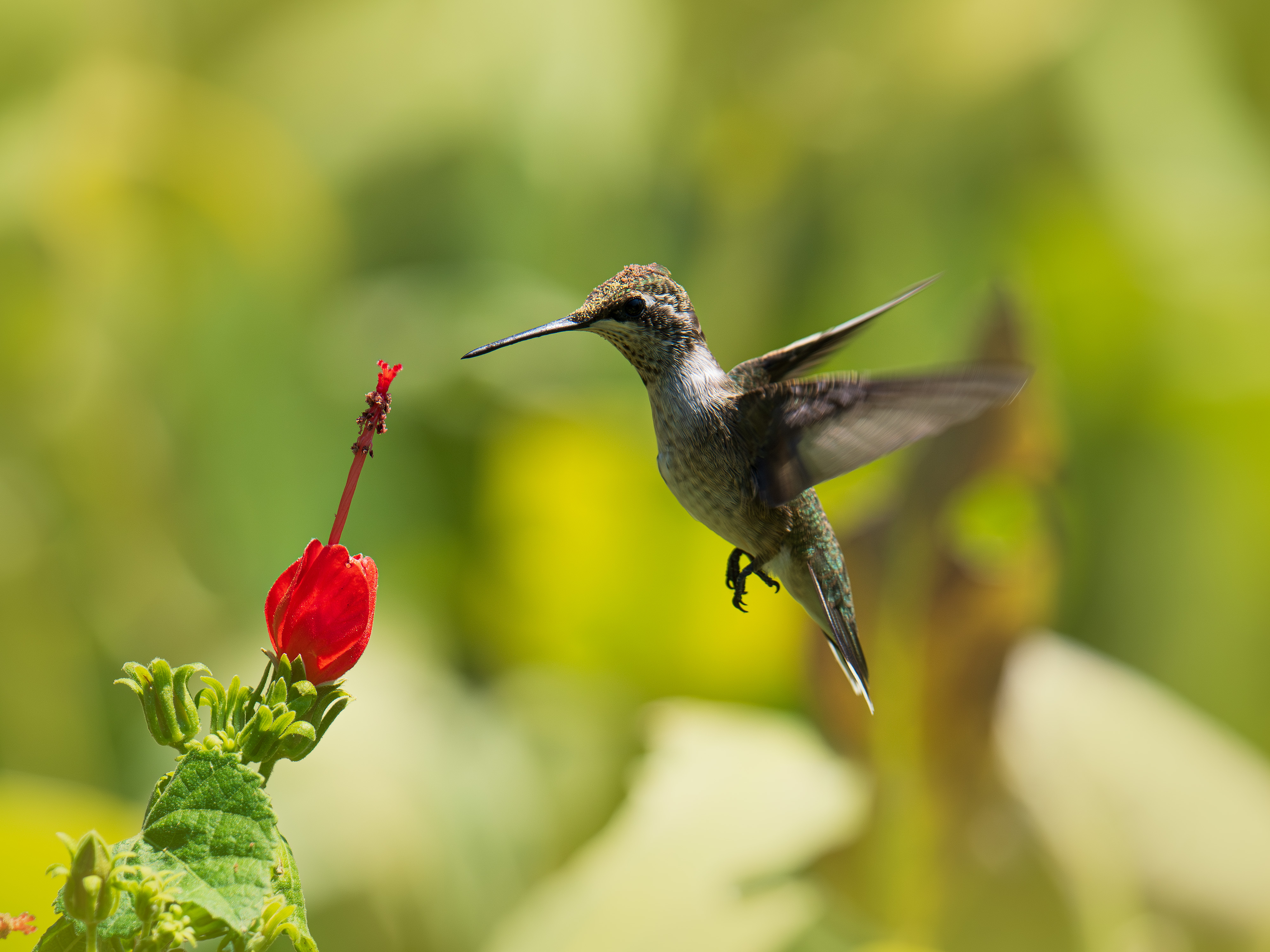 Black-chinned Hummingbird pollinating a flower in North Texas