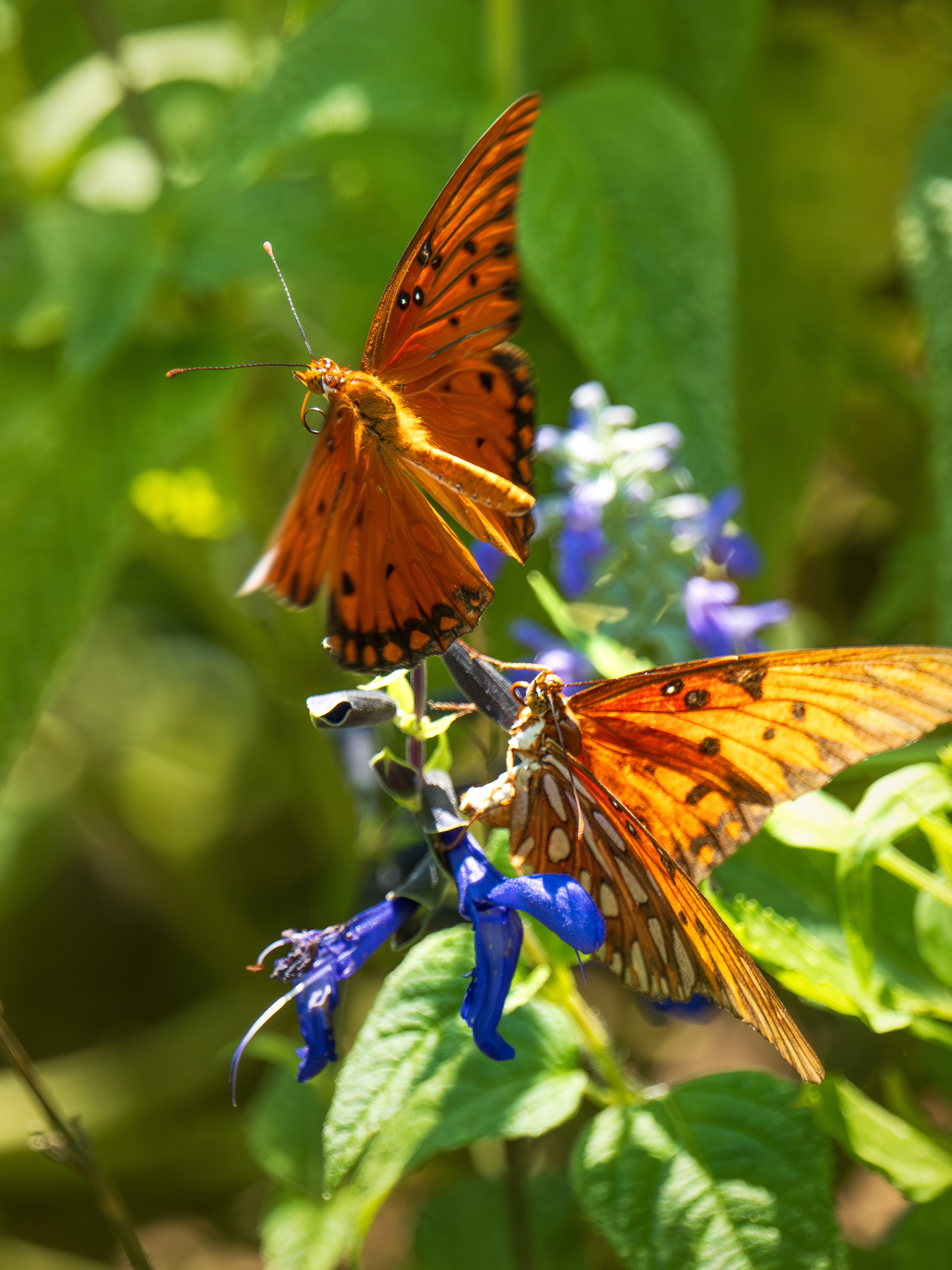 Two Gulf fritillaries fighting over a blue flower in North Texas