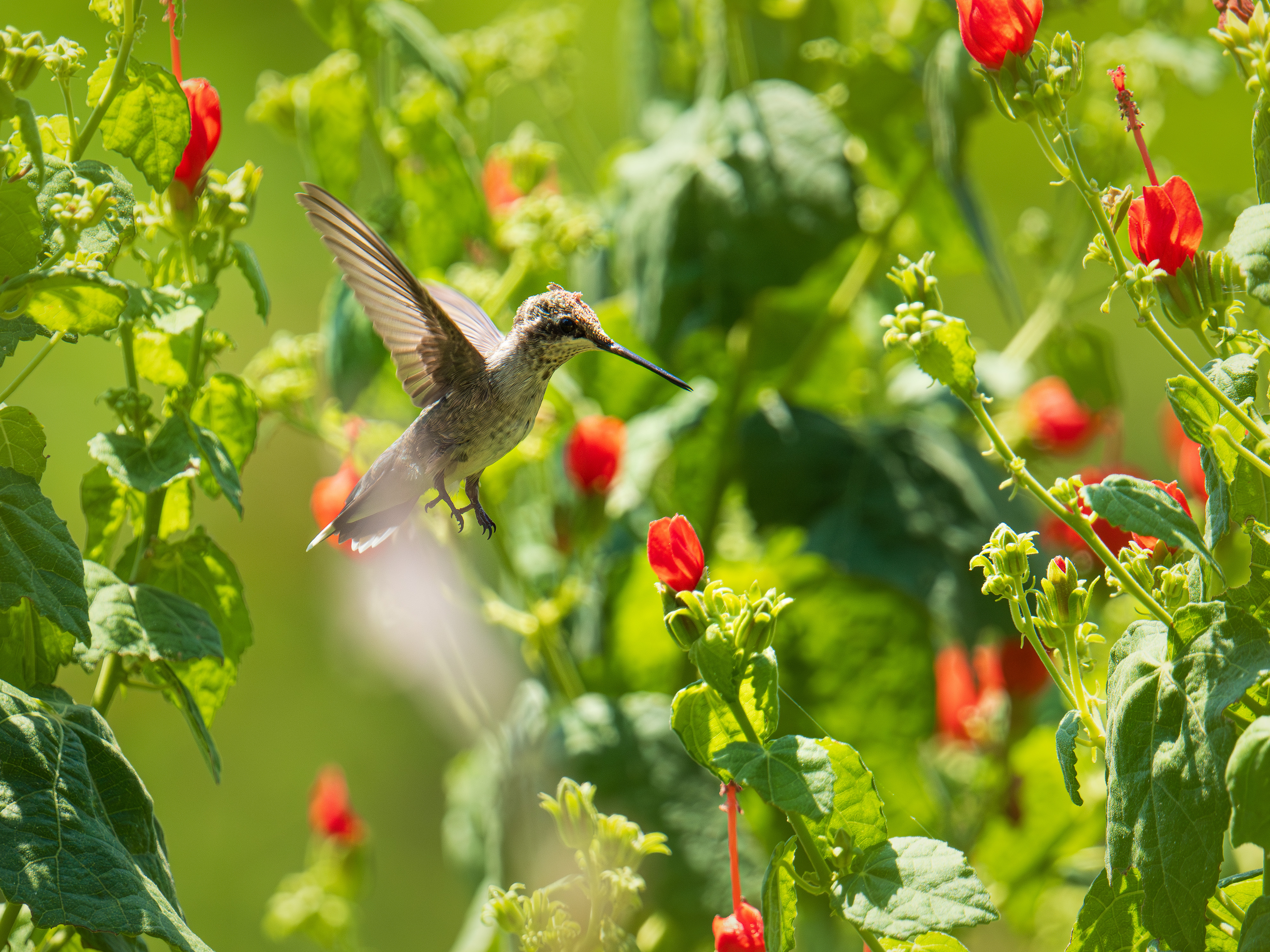 Black-chinned Hummingbird pollinating a flower in North Texas