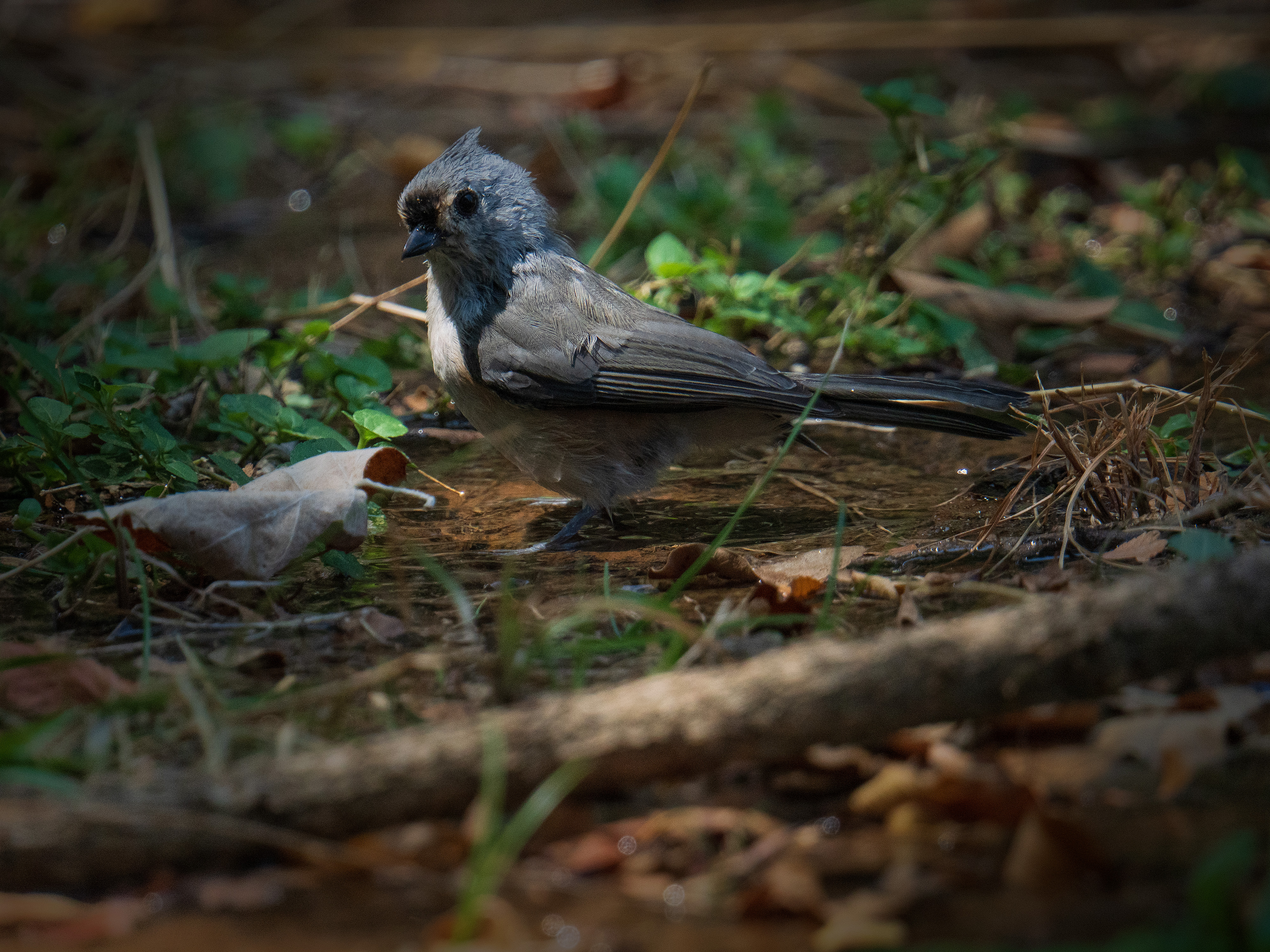 Tufted Titmouse jumping around in a pond in North Texas