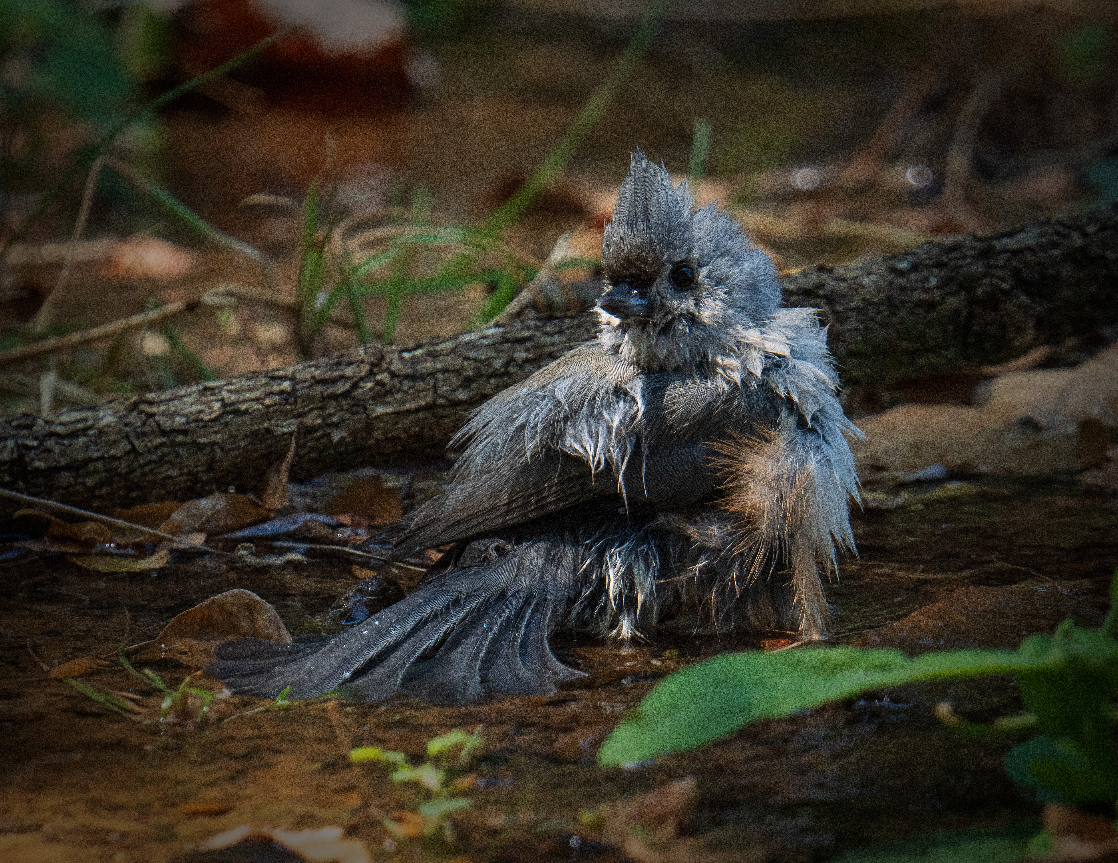 Tufted Titmouse bathing in a pond