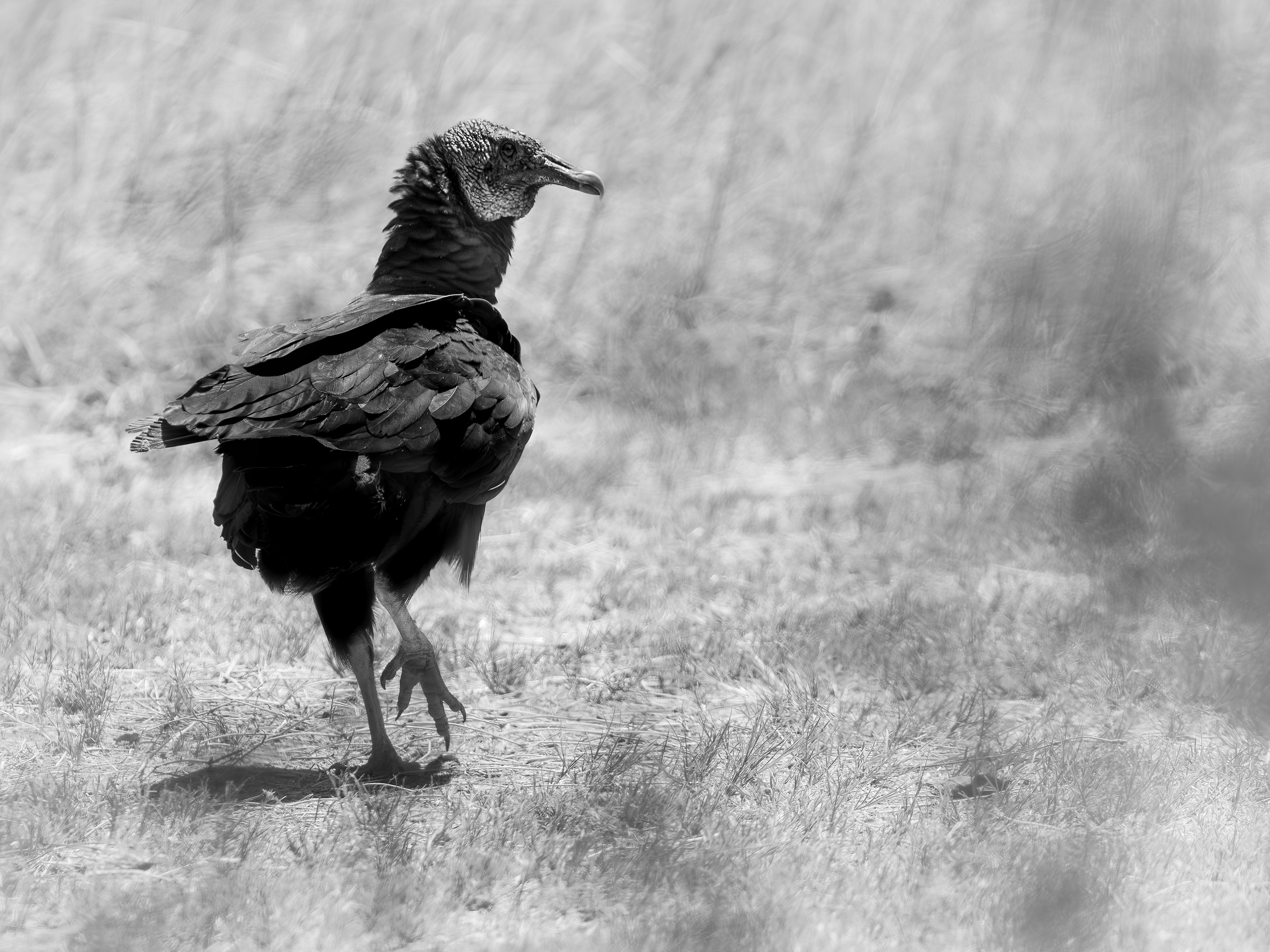 Black and White Photograph of a vulture in North Texas