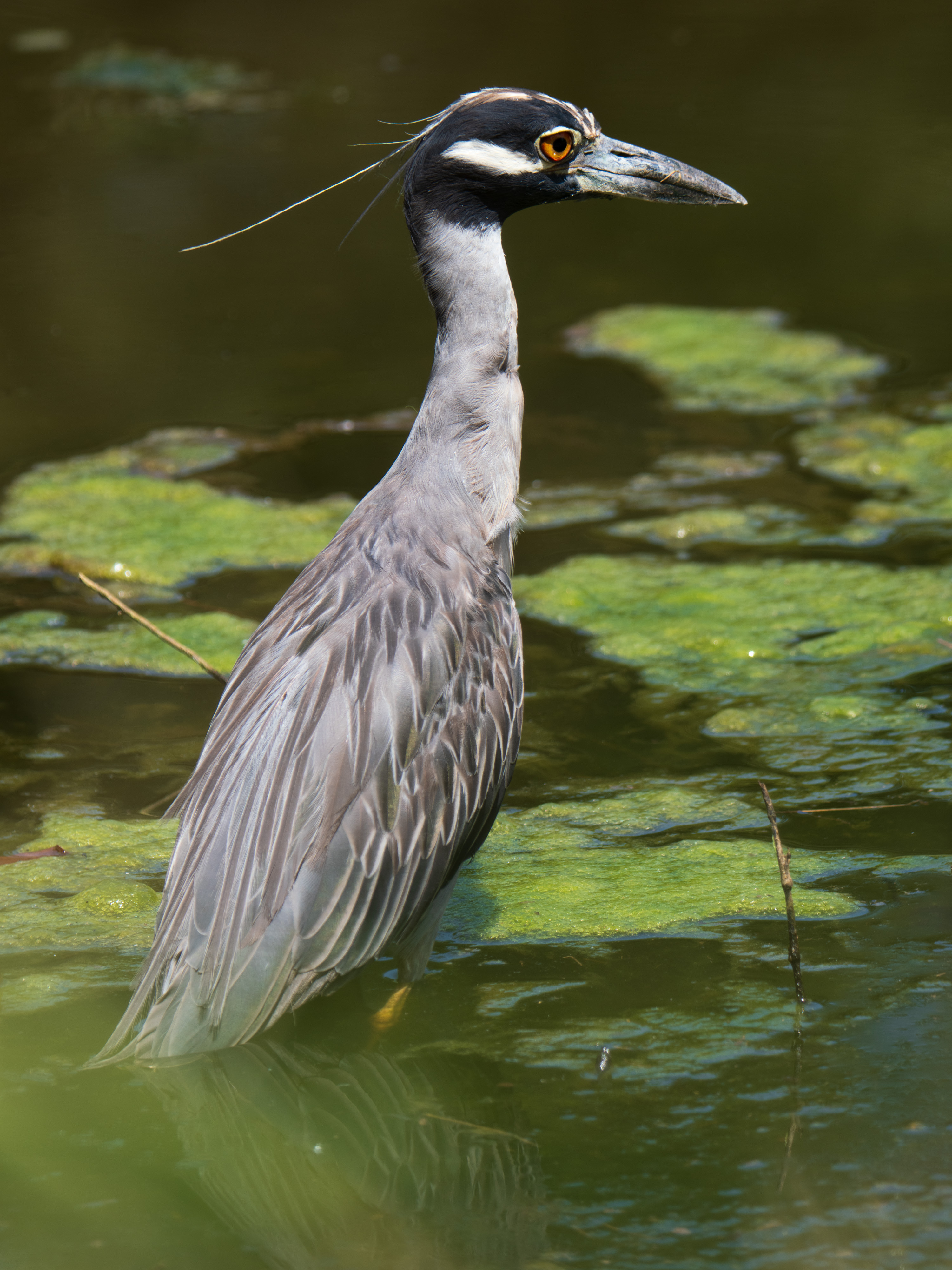 Yellow-crowned Night Heron staying cool in a pond in North Texas