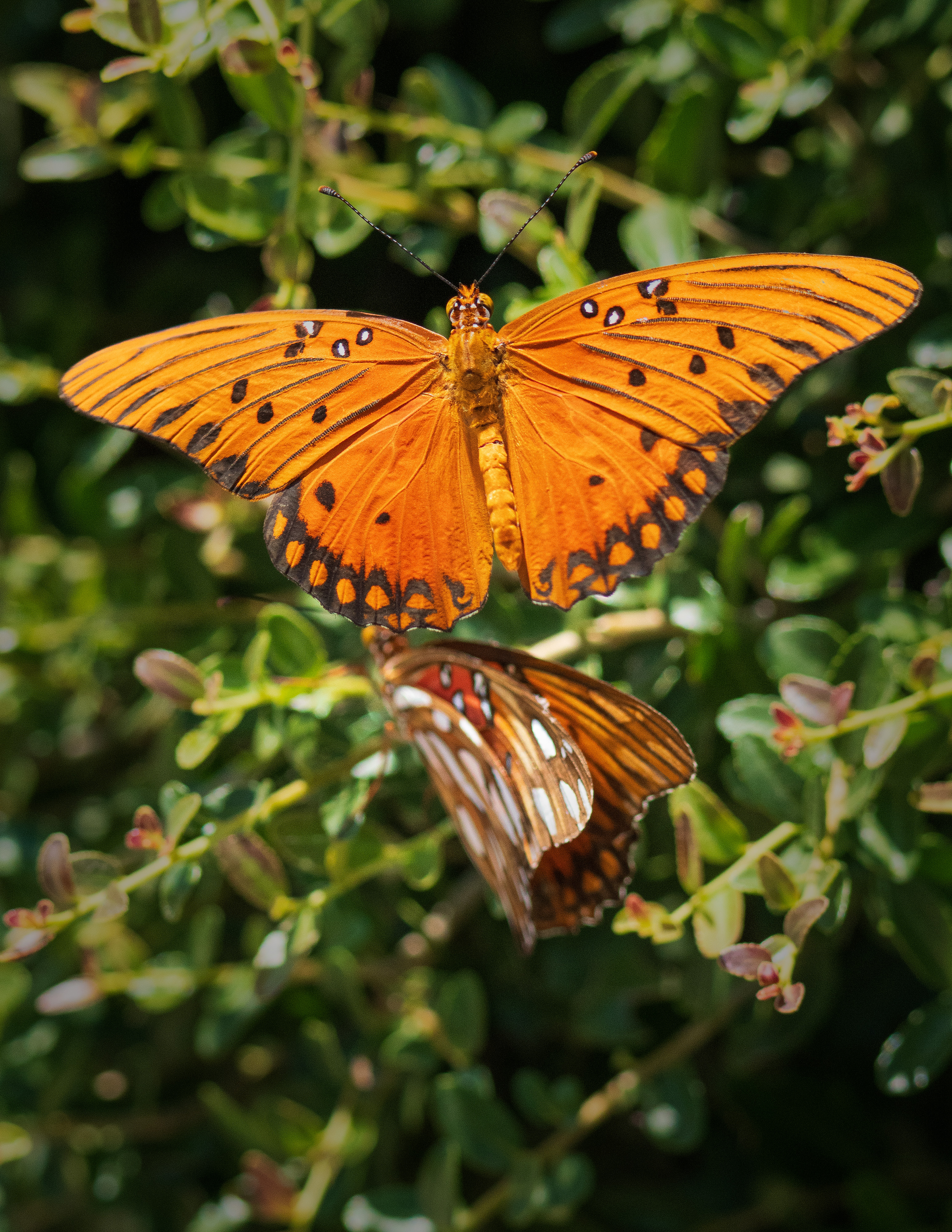 Two Gulf fritillaries fighting over a flower in North Texas