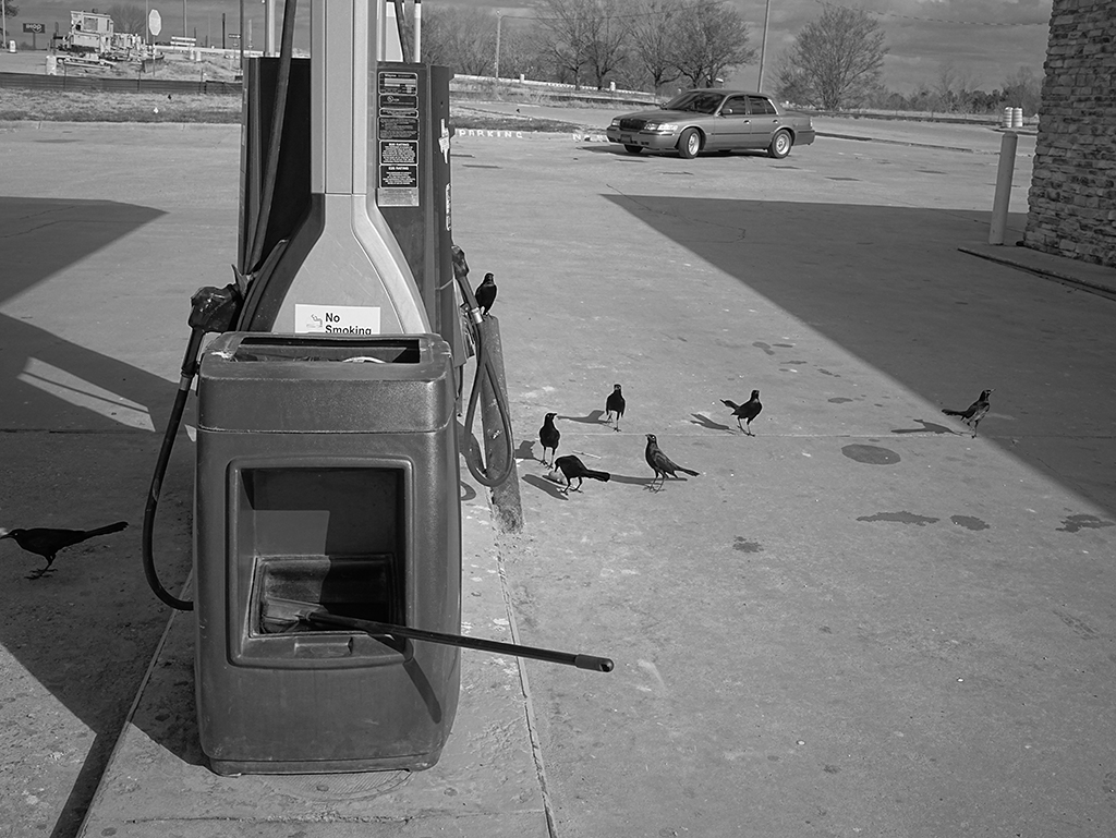 Black and White photography of grackles at a gas station