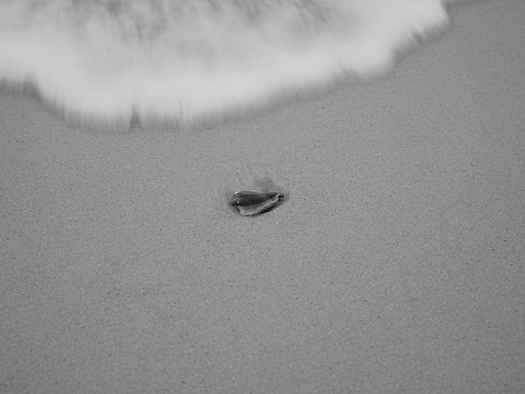 Black and White photography of a sea shell at the beach