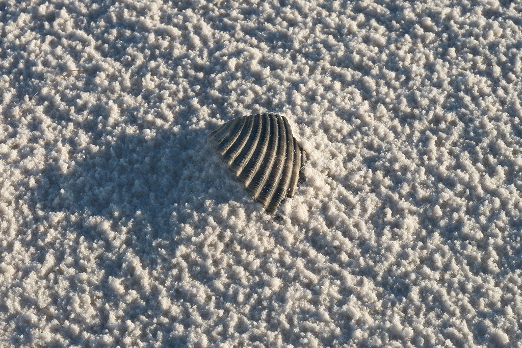 Color Photography of a sea shell