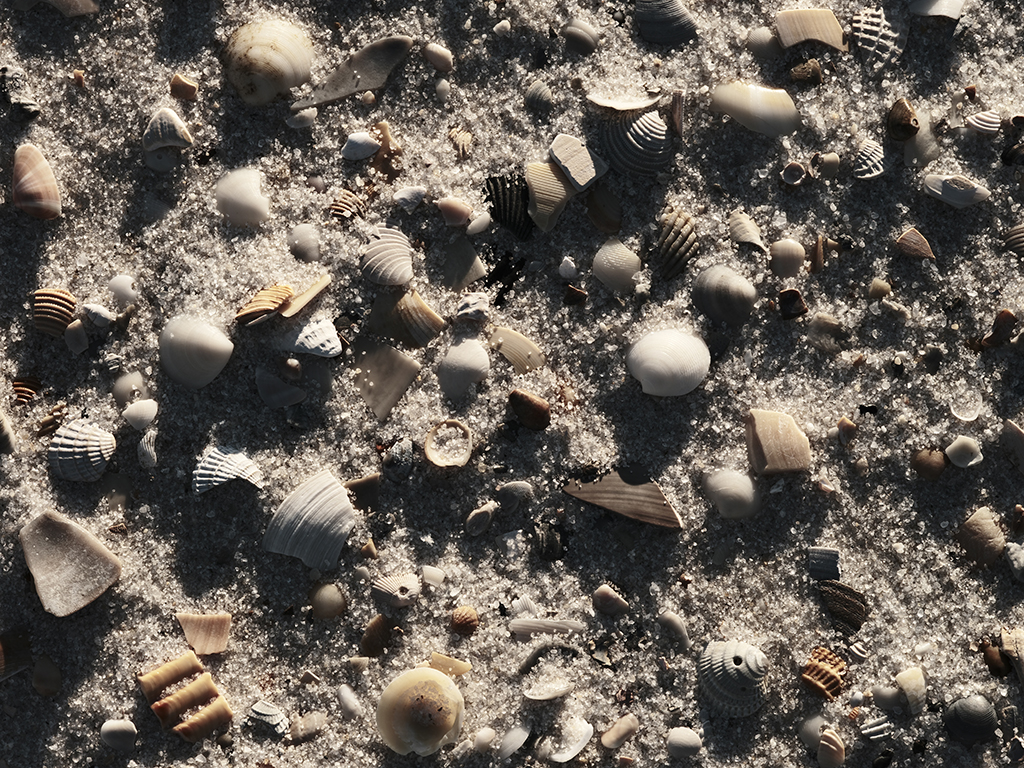 Color Photography of sea shells