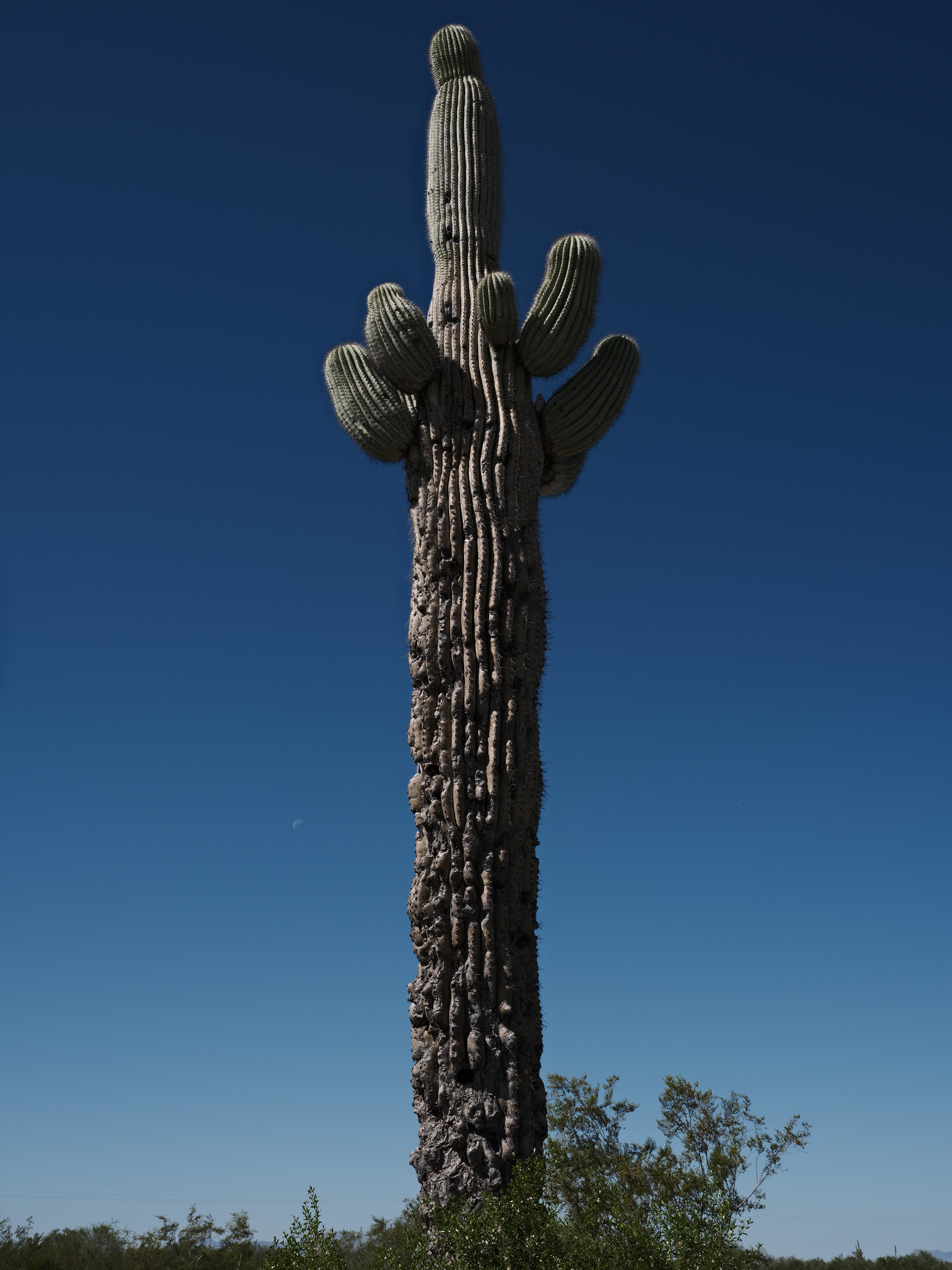 Photograph of a cactus