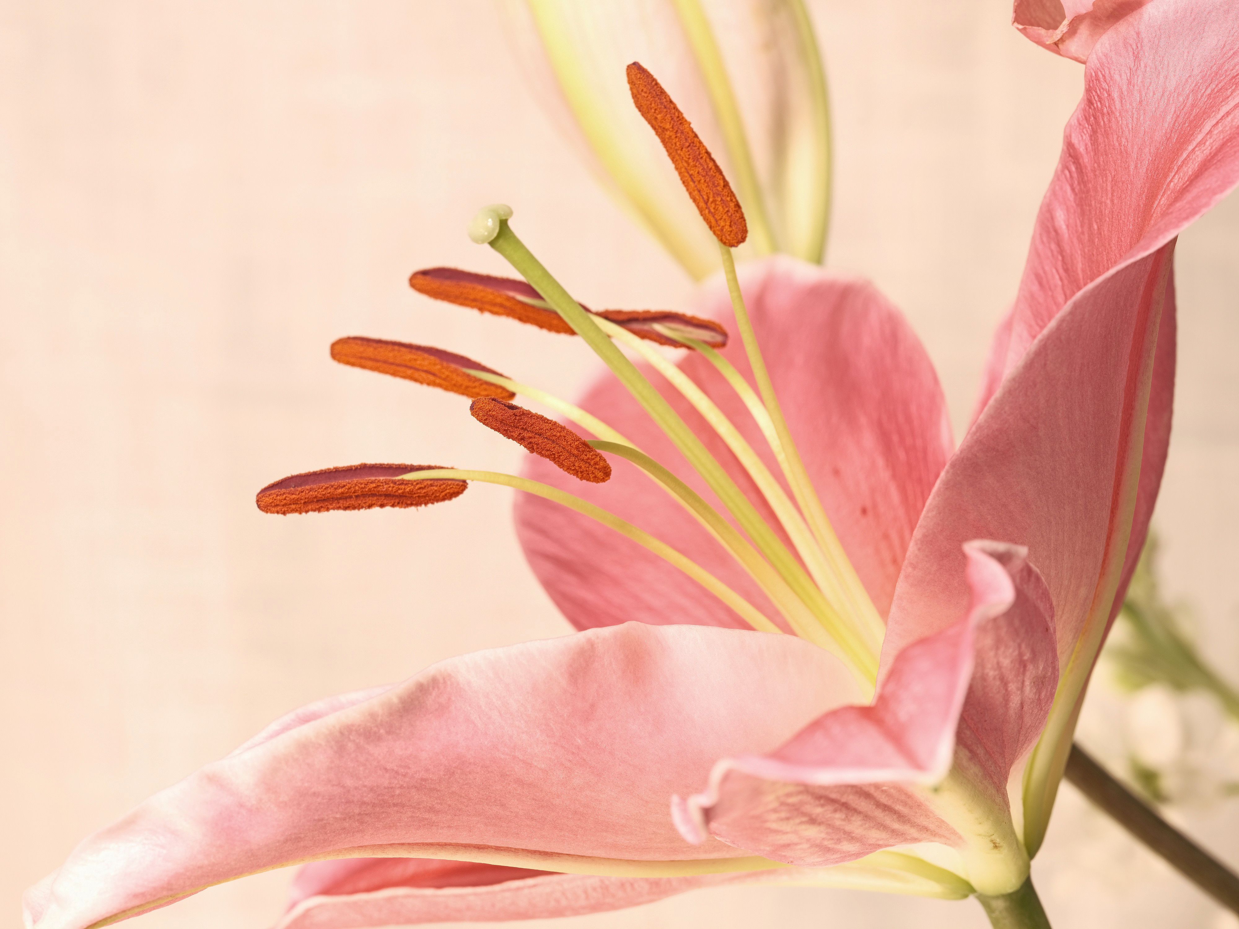 Lilies and assorted floral macro photography in Fort Worth Texas