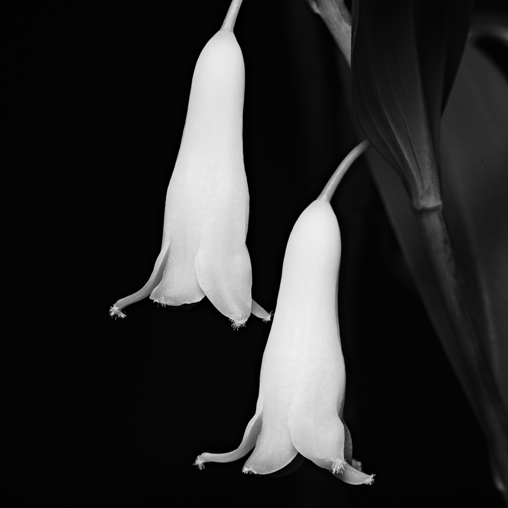 Photography of a Lily of the Valley in black and white