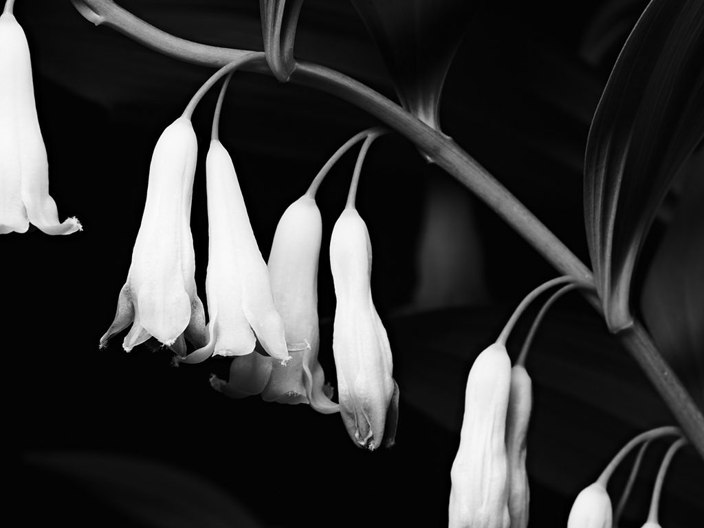 Photography of a Lily of the Valley in black and white